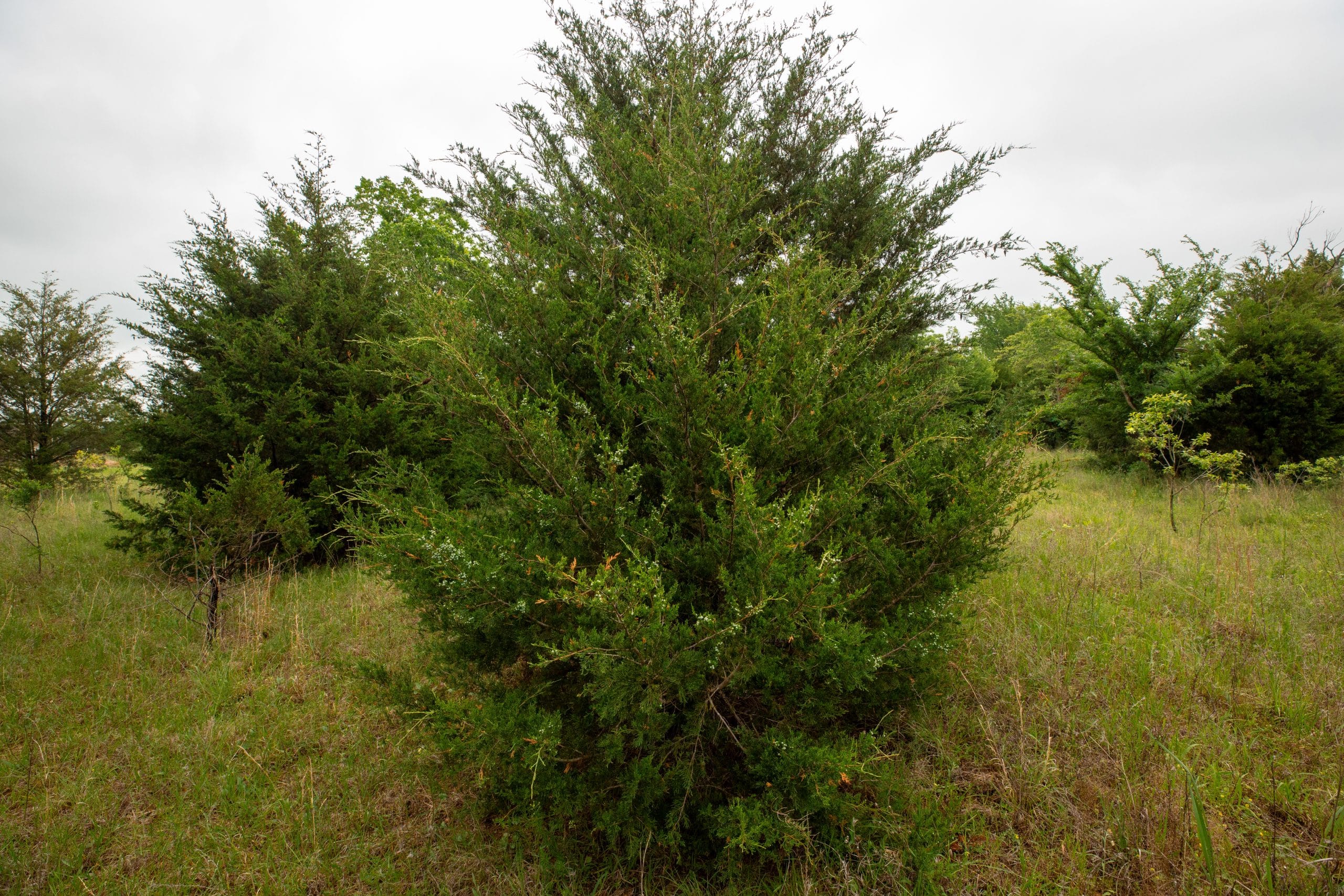 Moonrise Meadows Tract 2 photo 15