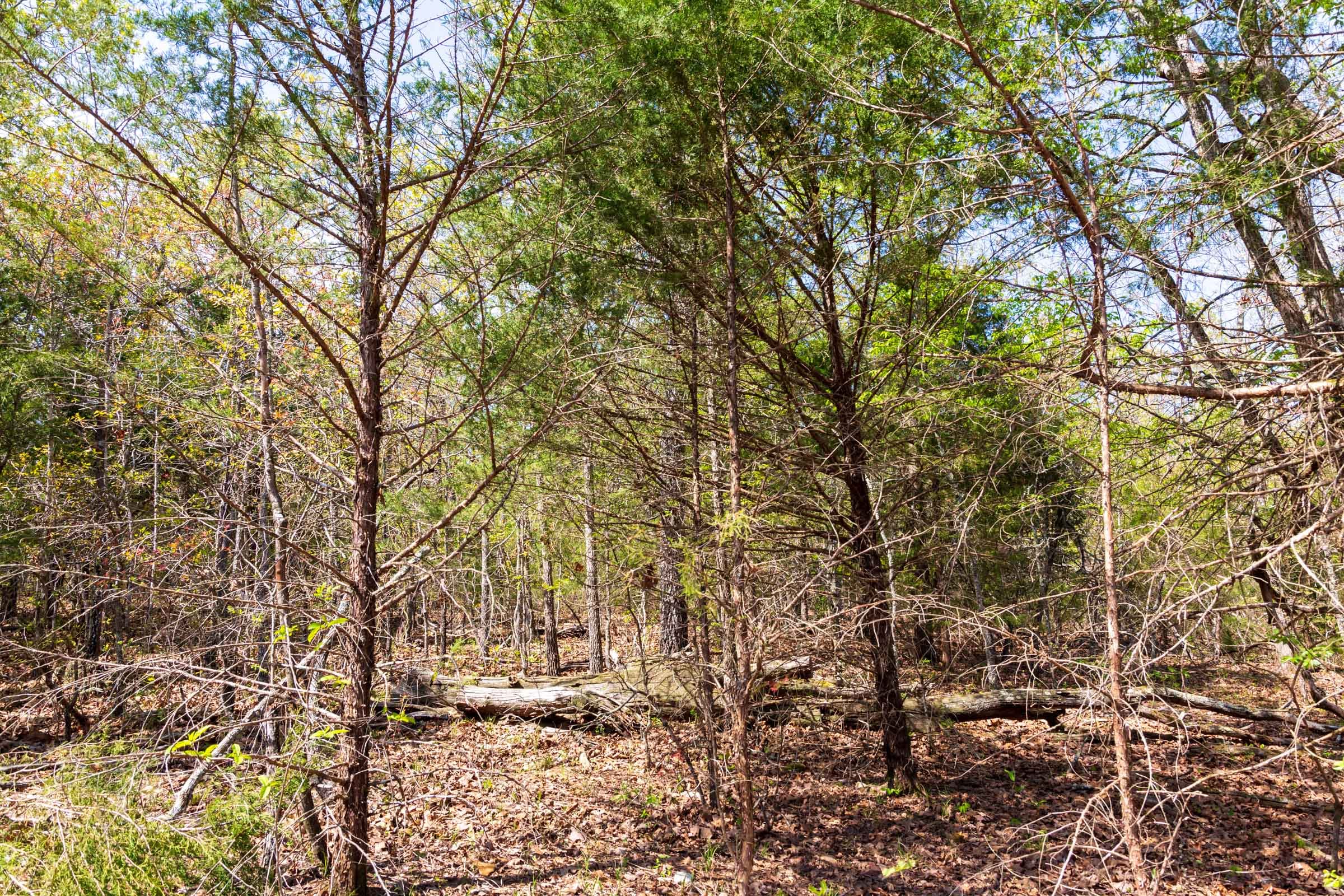 Autumnwood Tract 8 photo 3