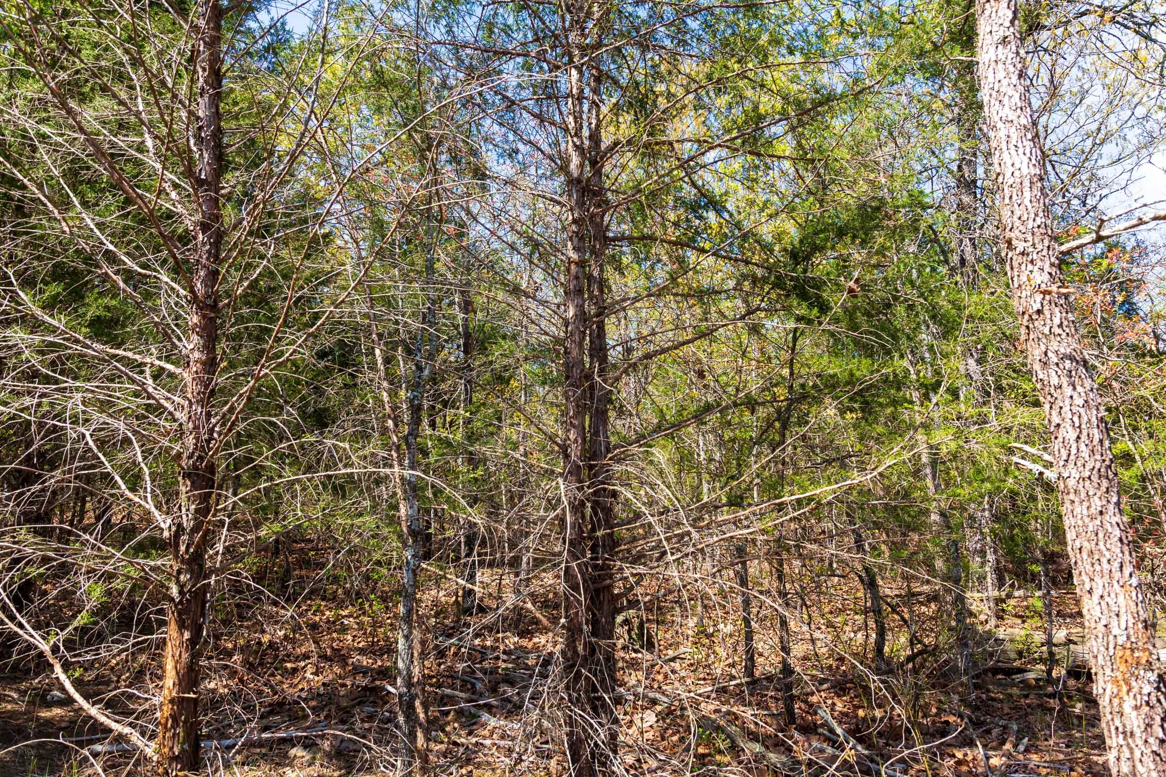 Autumnwood Tract 8 photo 4