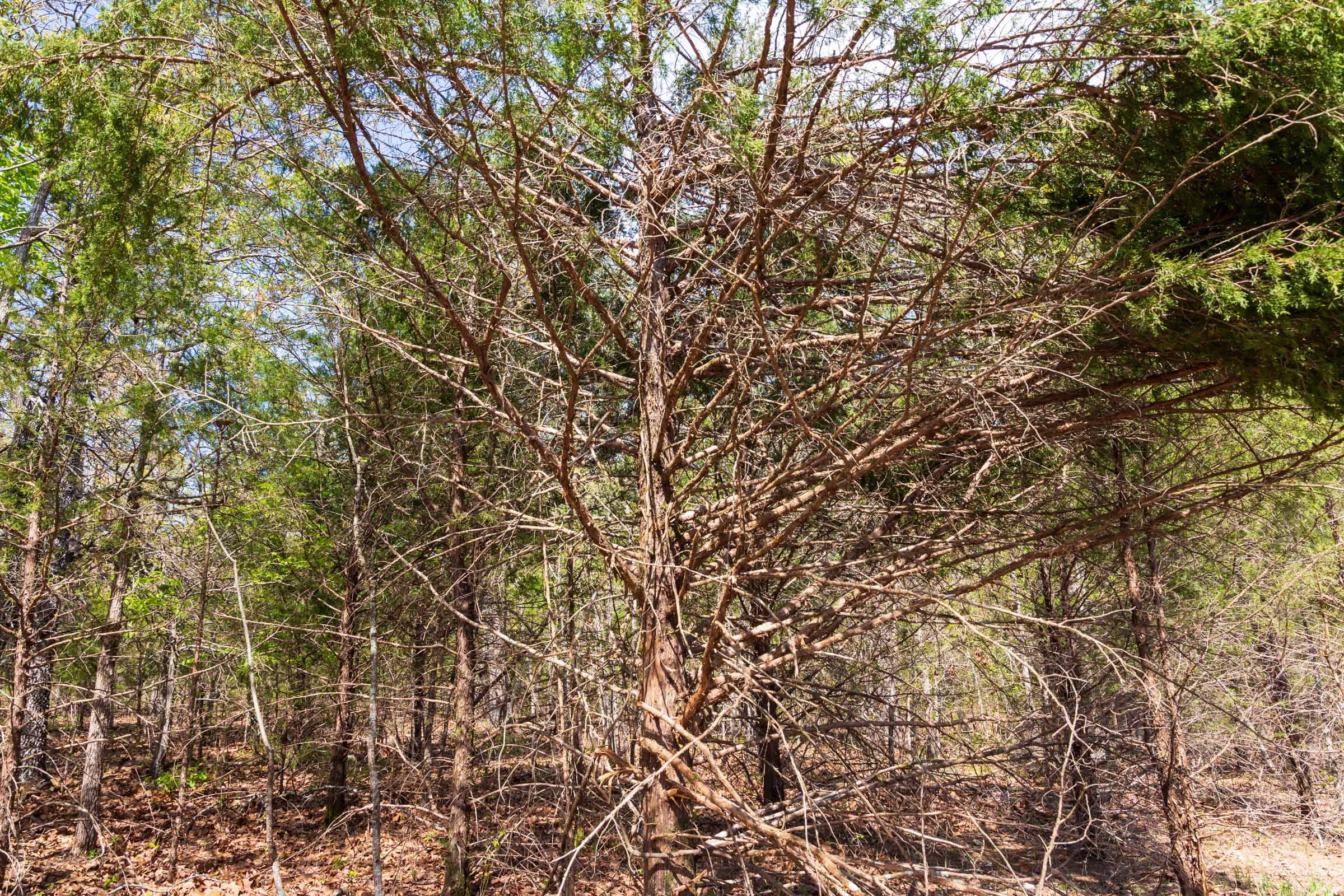 Autumnwood Tract 8 photo 5