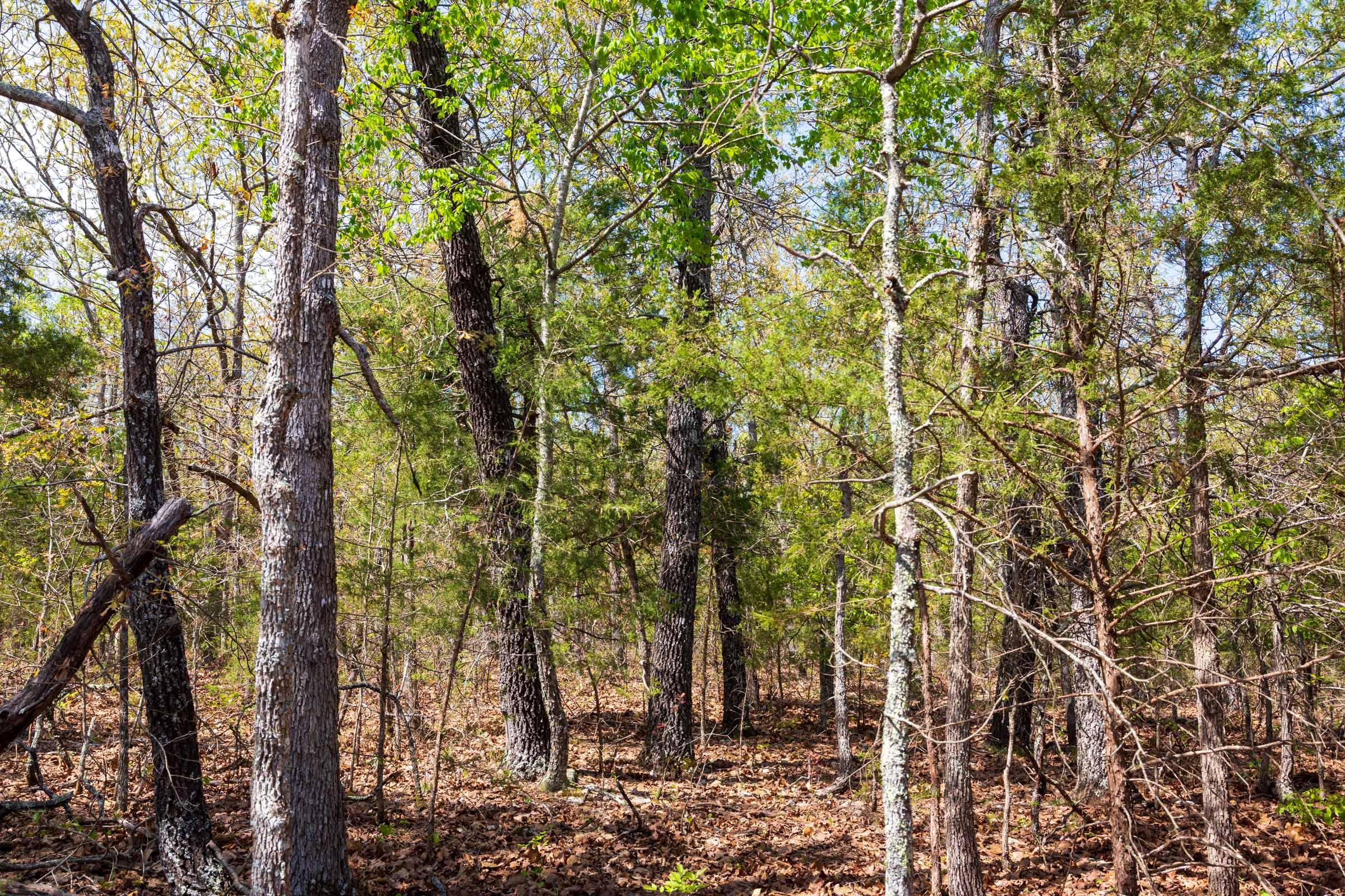 Autumnwood Tract 8 photo 6