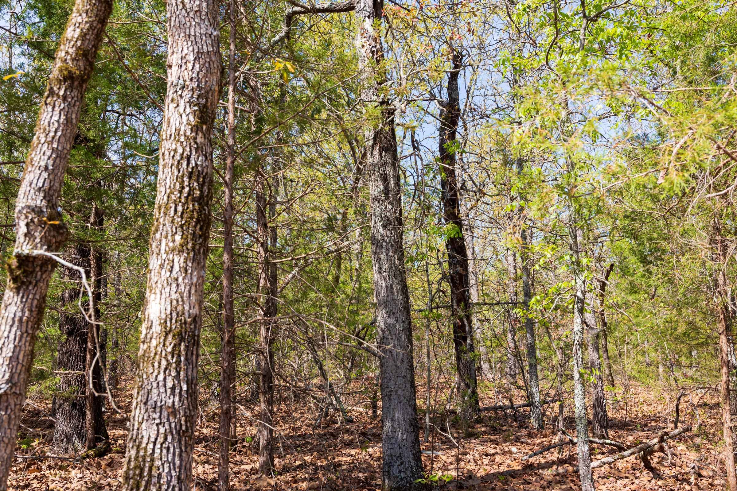 Autumnwood Tract 8 photo 7