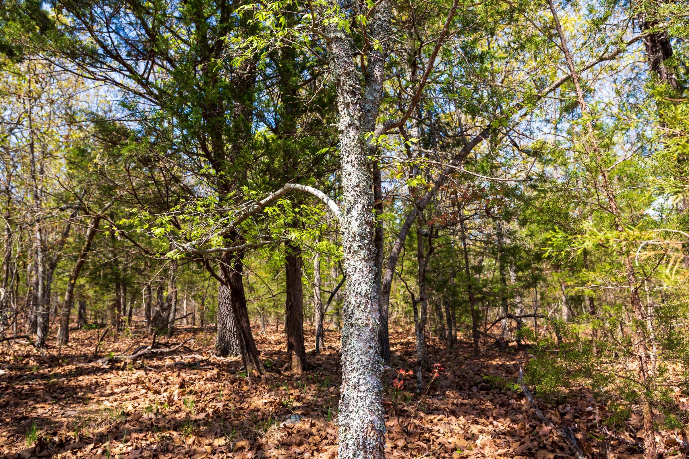 Autumnwood Tract 8 photo 8