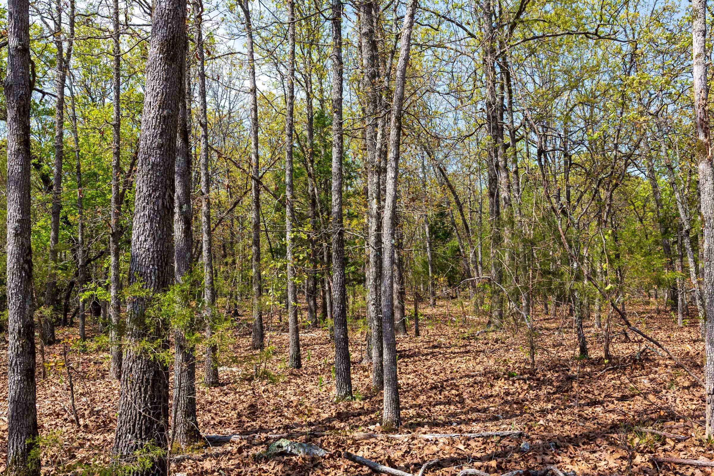 Autumnwood Tract 8 photo 9