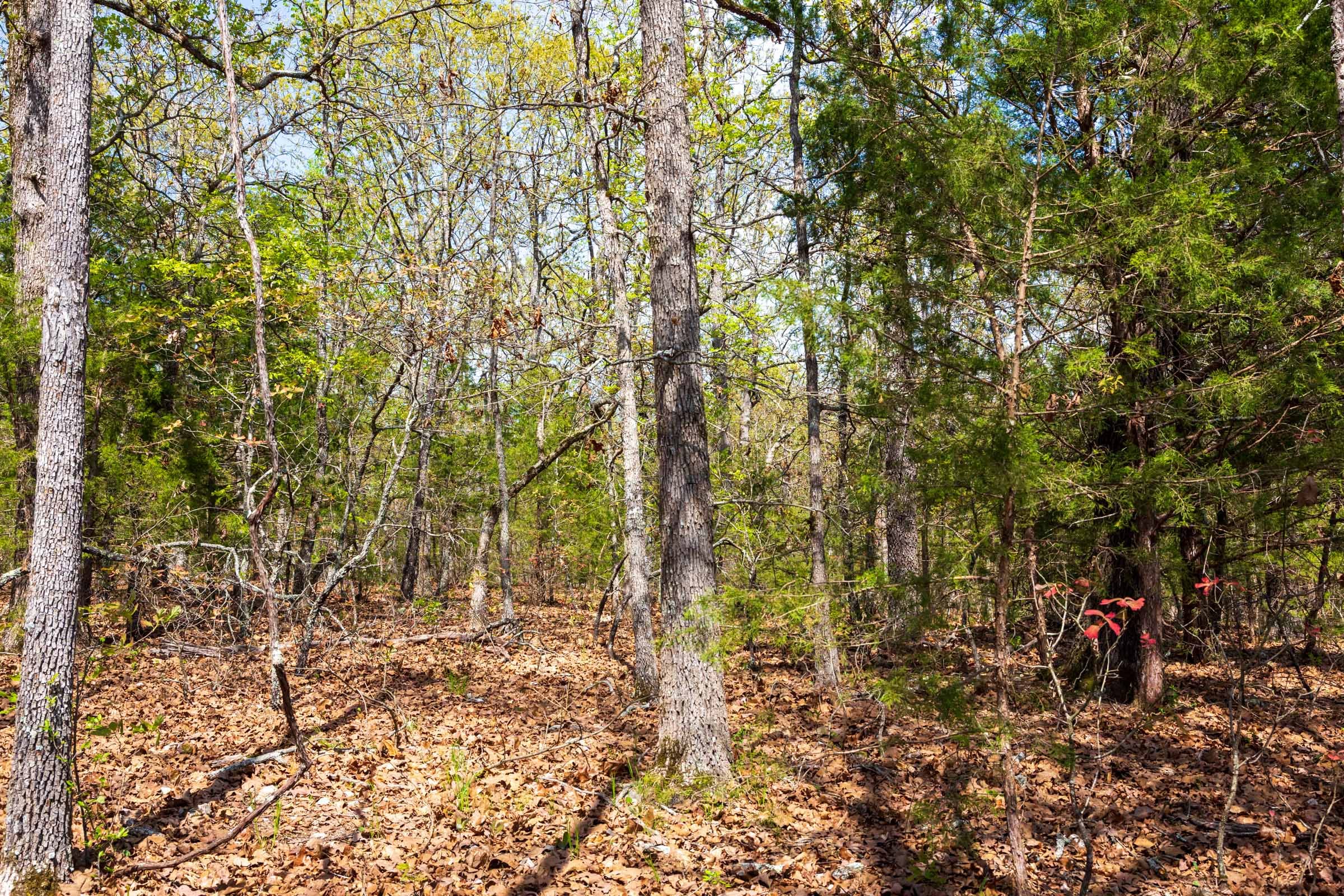 Autumnwood Tract 8 photo 10