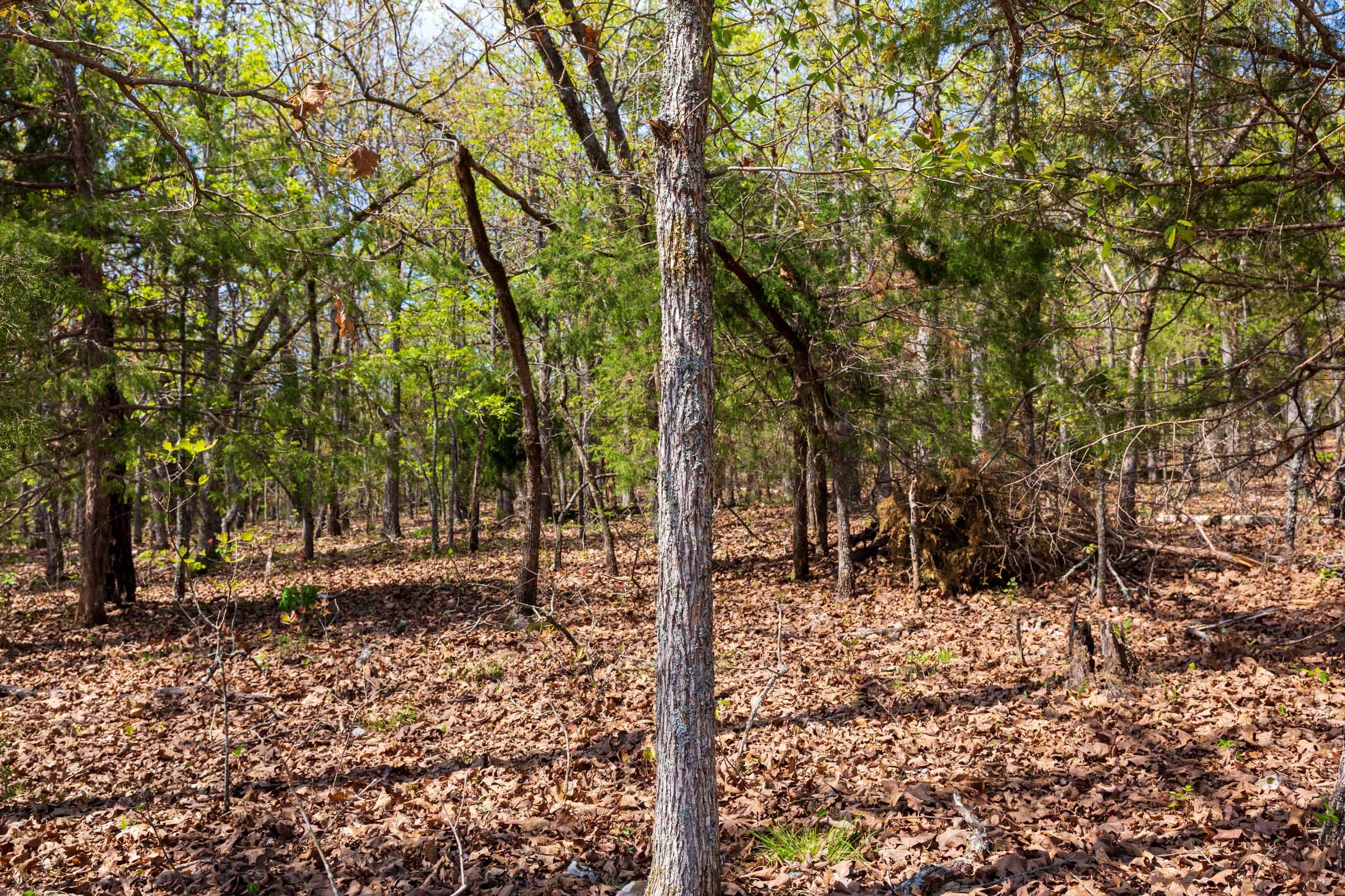 Autumnwood Tract 8 photo 12