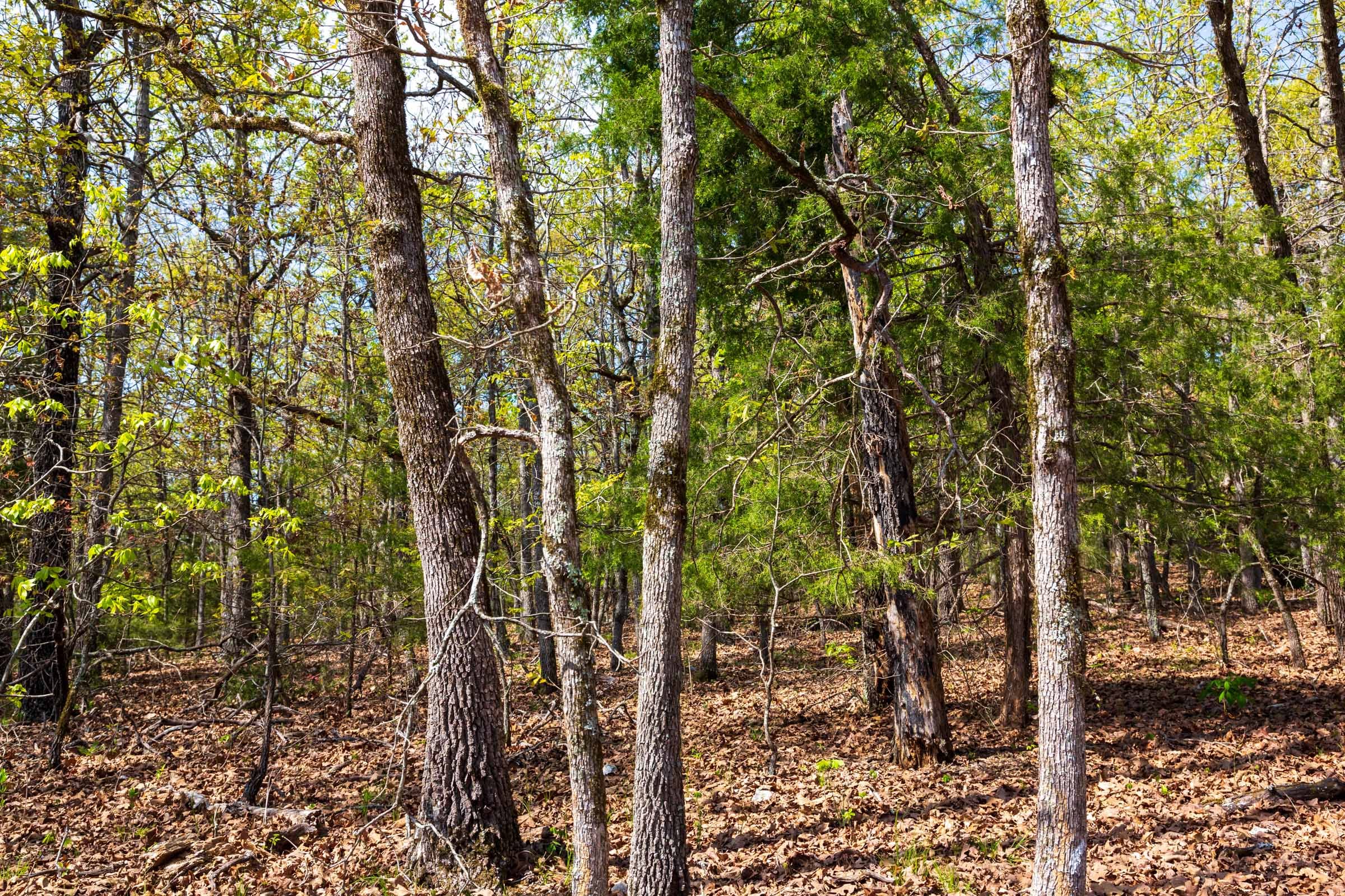 Autumnwood Tract 8 photo 13