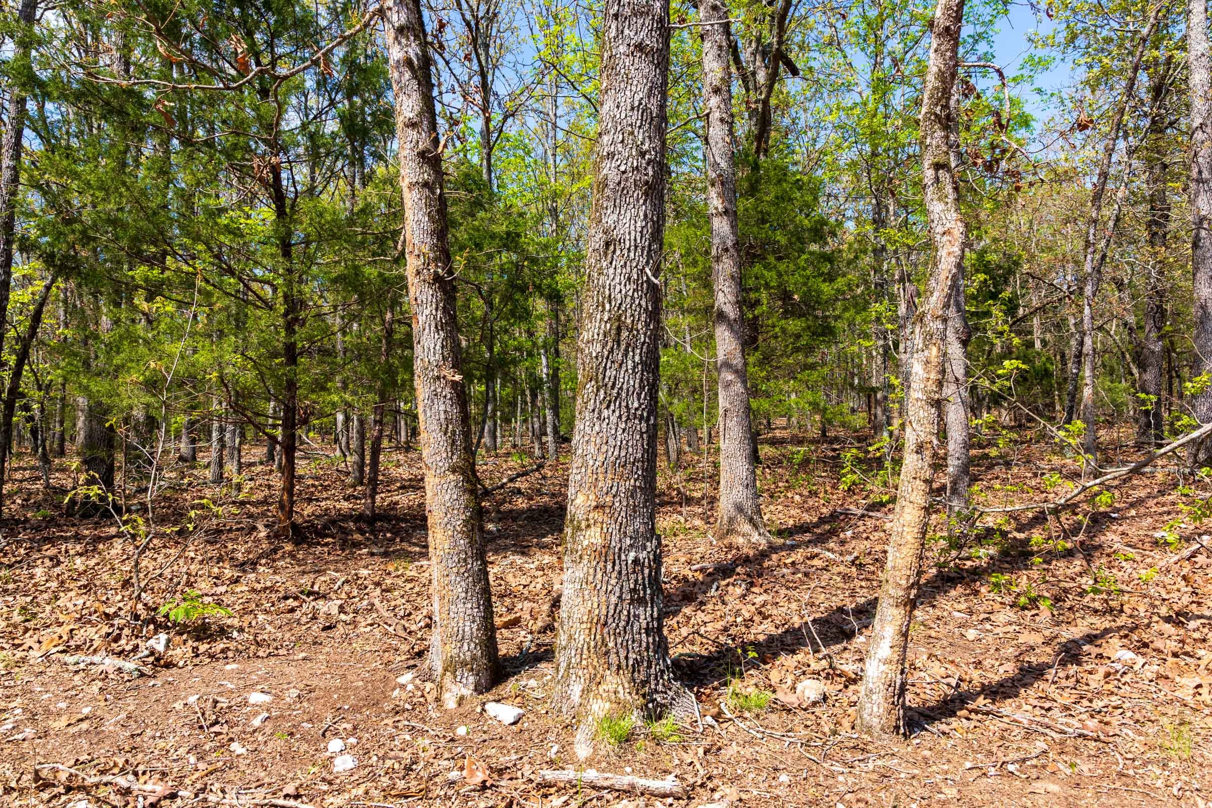 Autumnwood Tract 8 photo 14