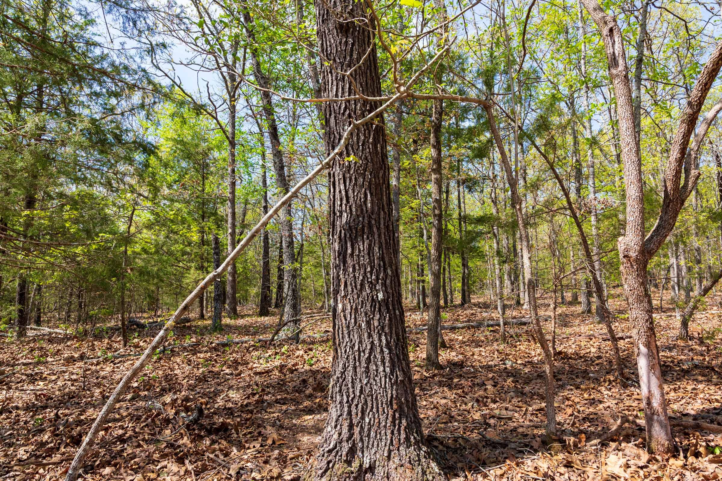 Autumnwood Tract 8 photo 15