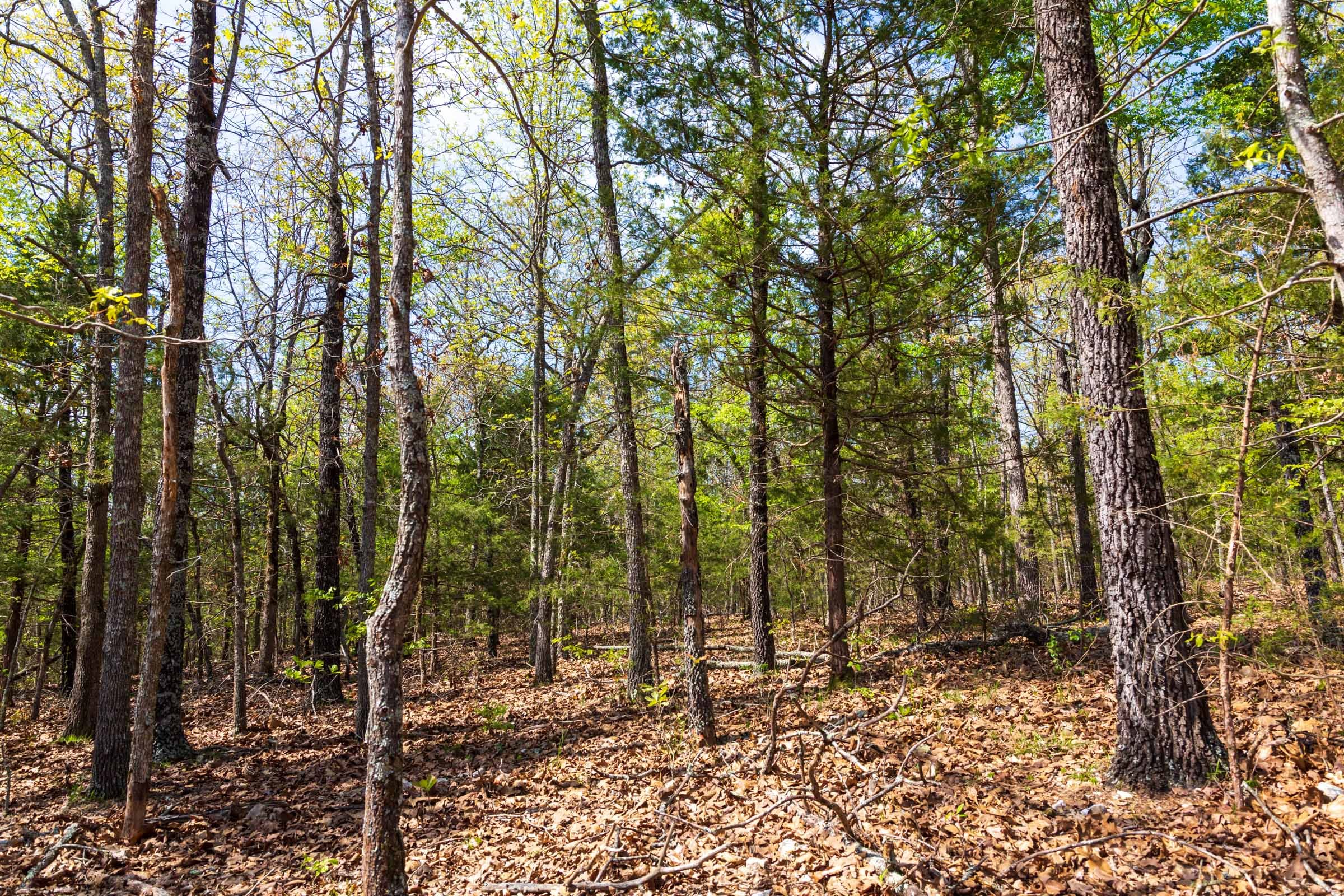 Autumnwood Tract 8 photo 16