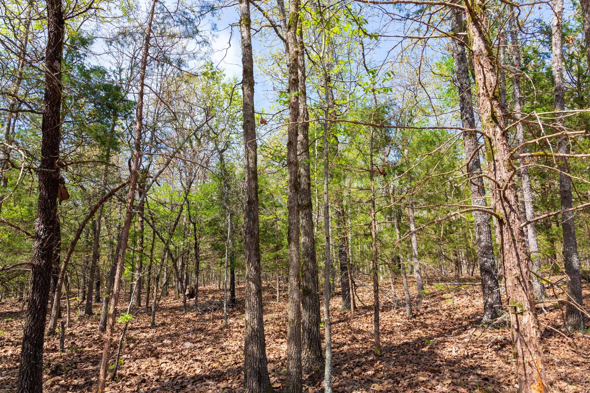 Autumnwood Tract 8 photo 17