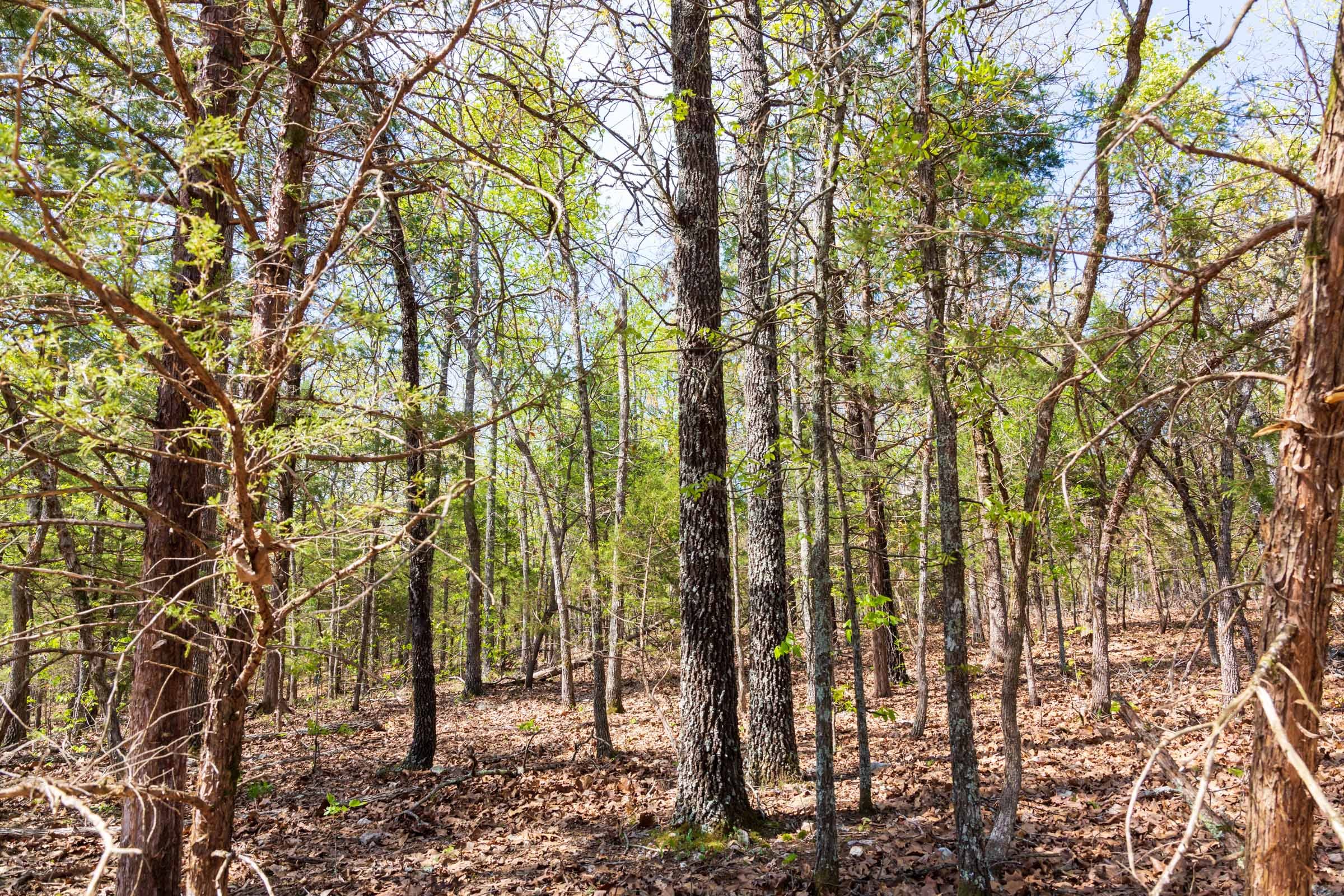 Autumnwood Tract 8 photo 18