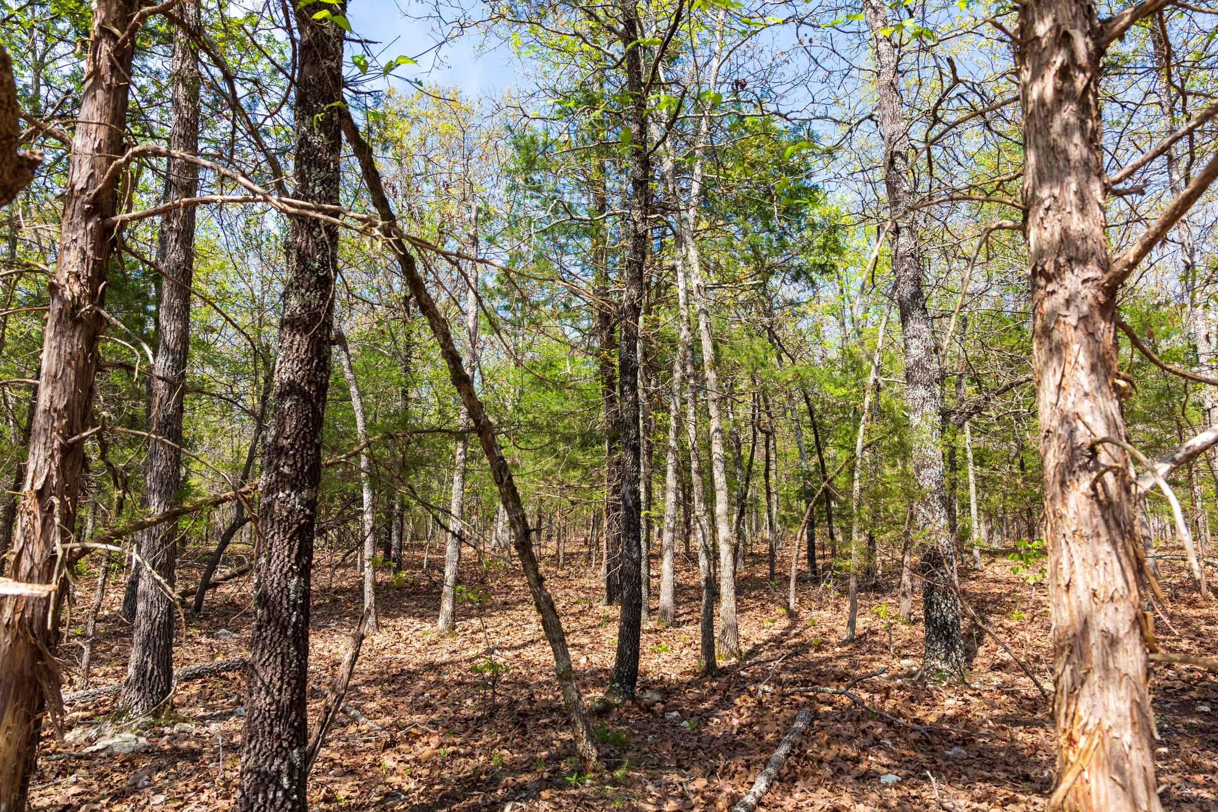 Autumnwood Tract 8 photo 19