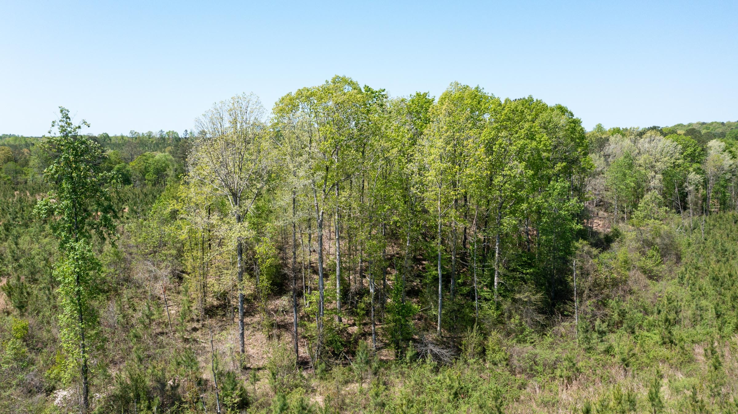 Clear Wood Tract 44 photo 4