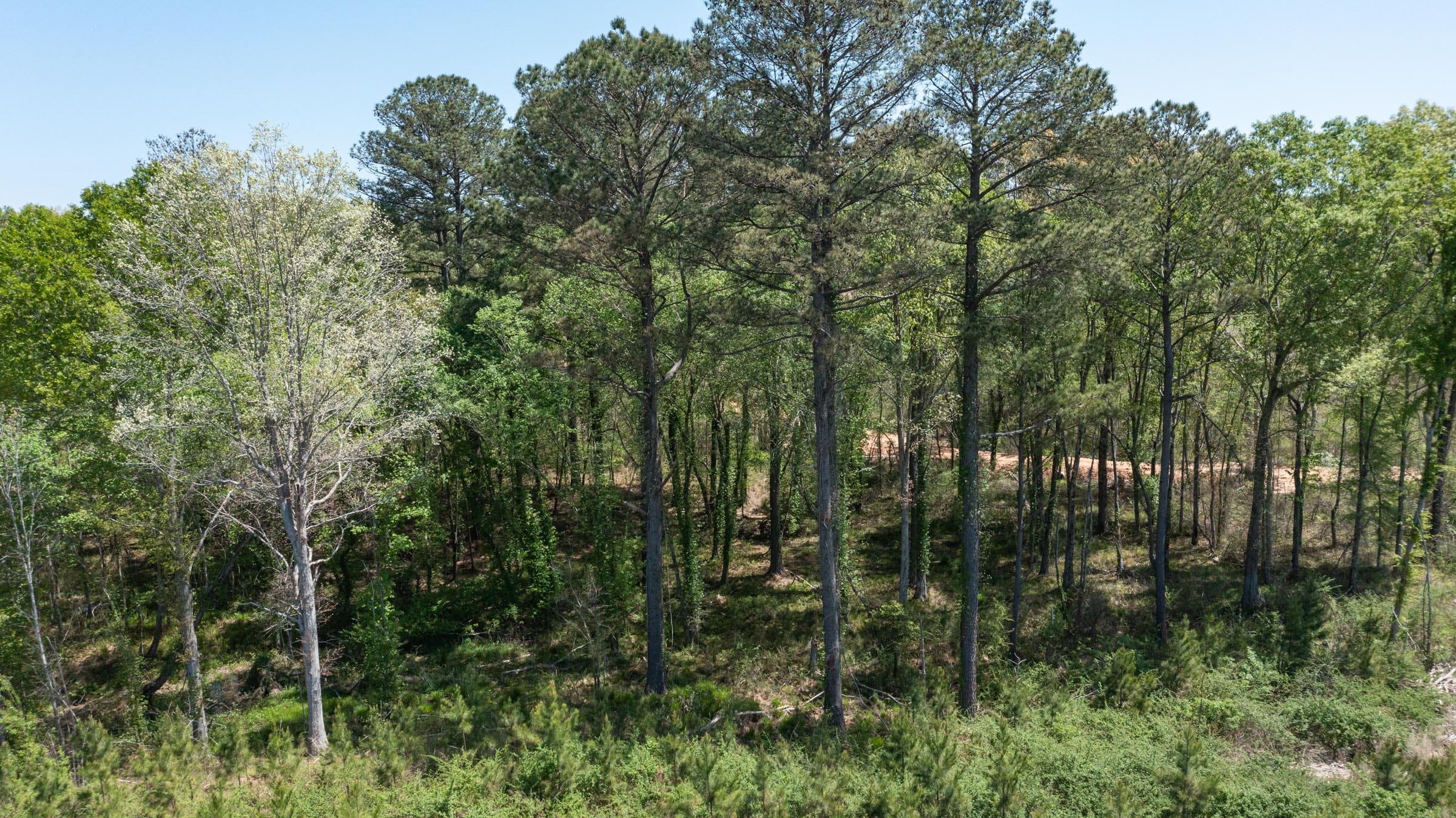 Clear Wood Tract 44 photo 7