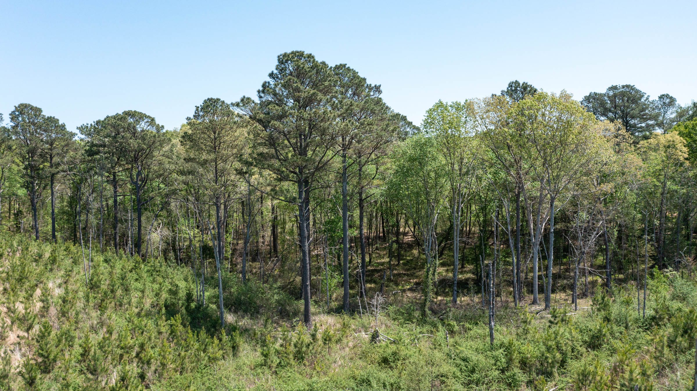 Clear Wood Tract 44 photo 8