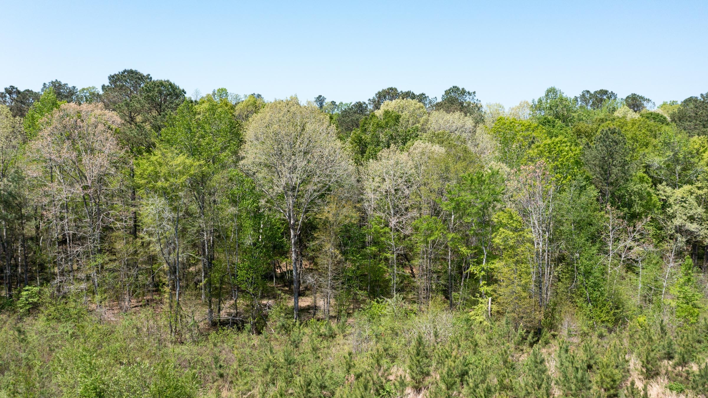 Clear Wood Tract 44 photo 13