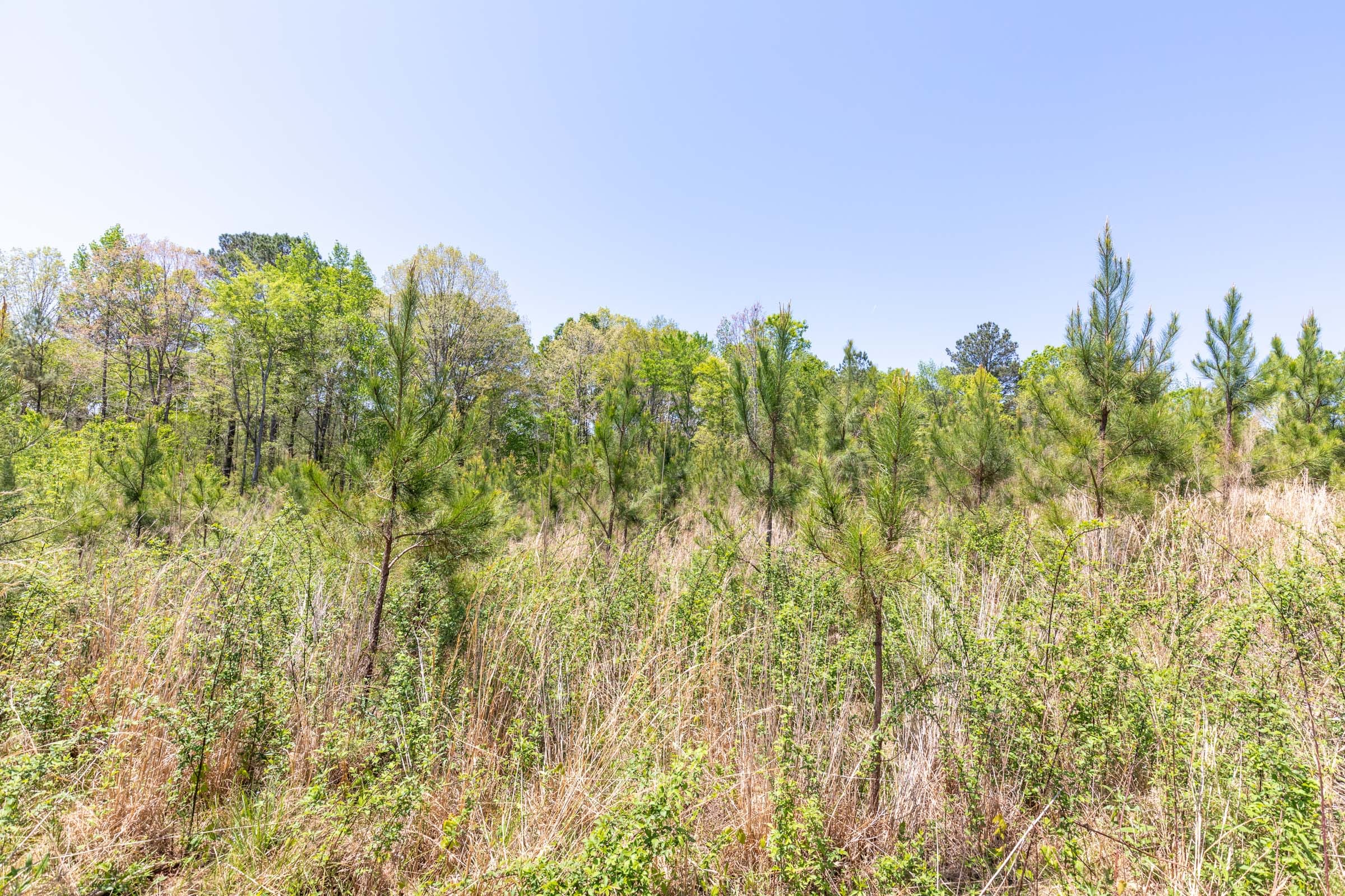 Clear Wood Tract 44 photo 16