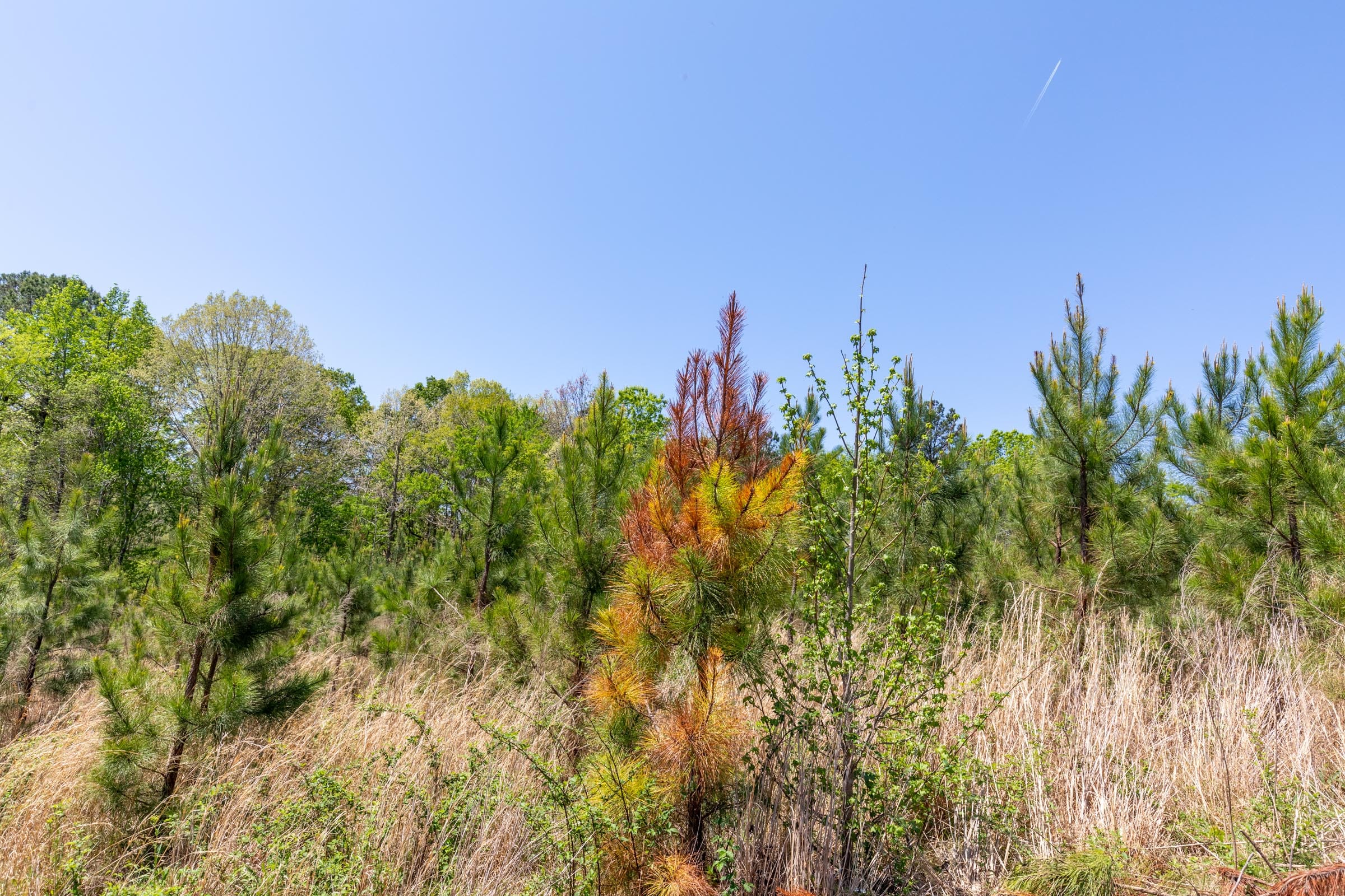 Clear Wood Tract 44 photo 17