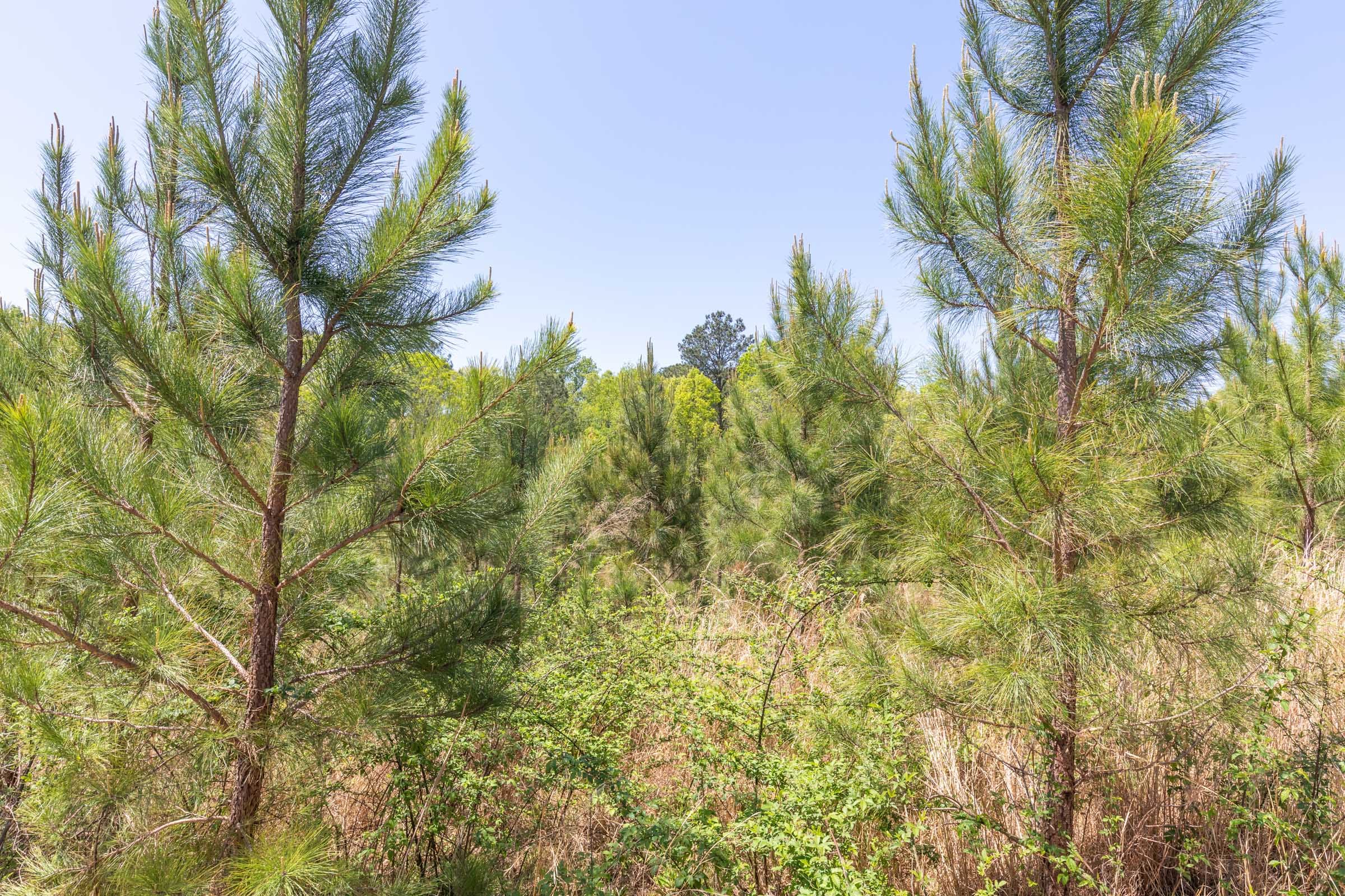 Clear Wood Tract 44 photo 18