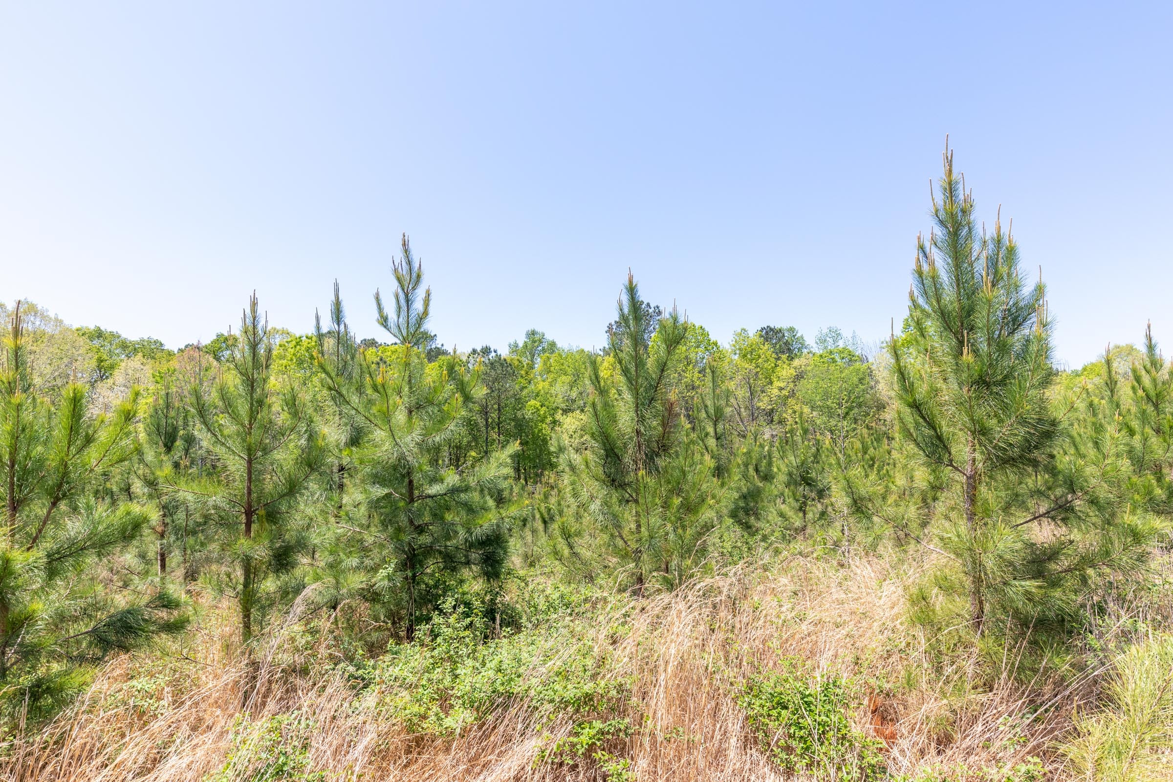 Clear Wood Tract 44 photo 19