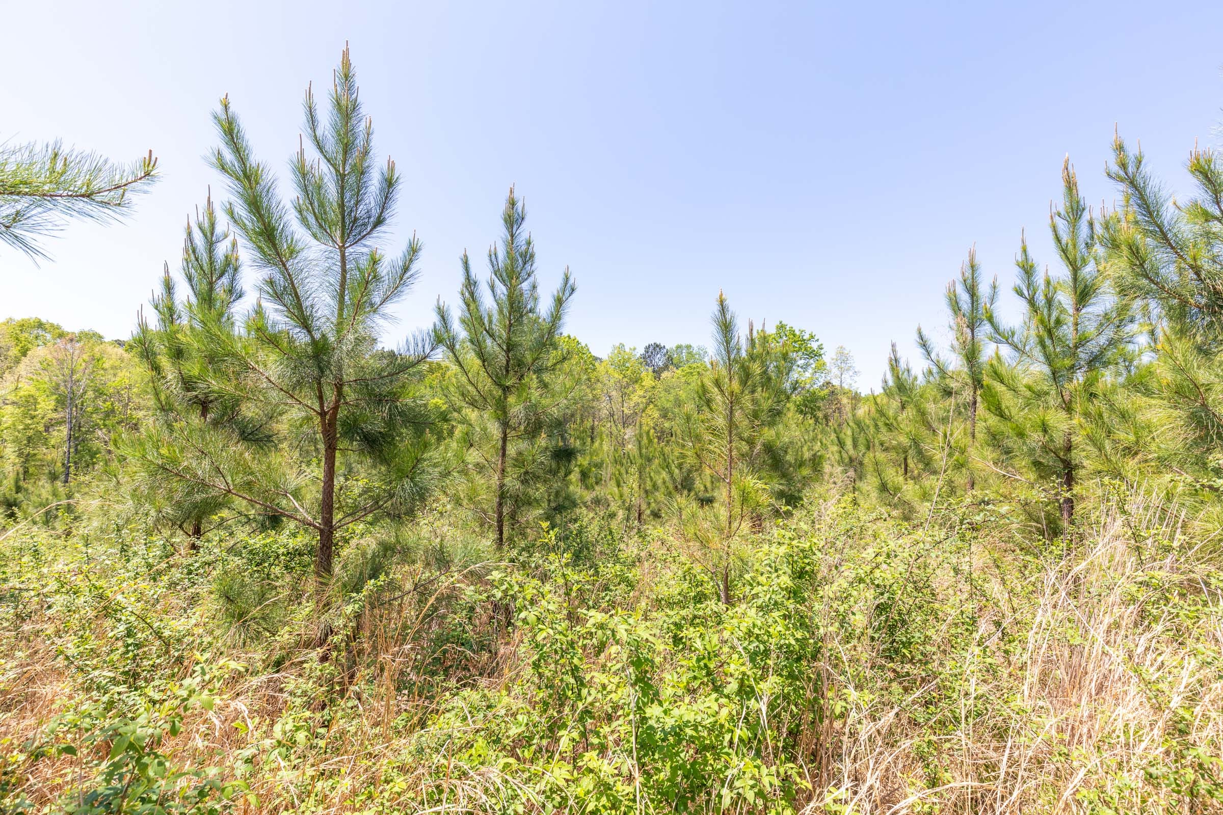 Clear Wood Tract 44 photo 20