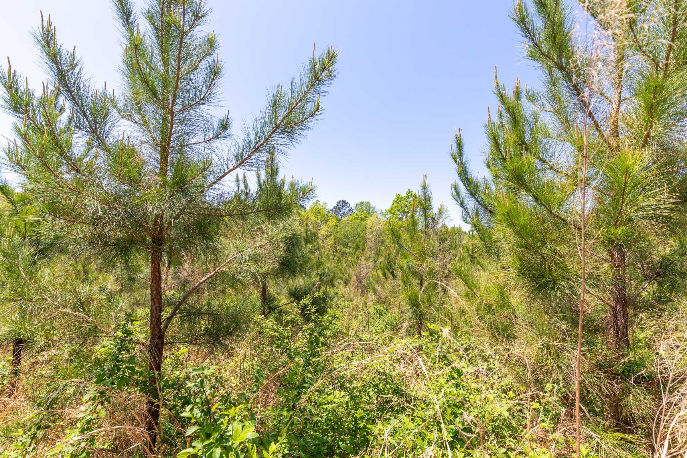 Clear Wood Tract 44 photo 21