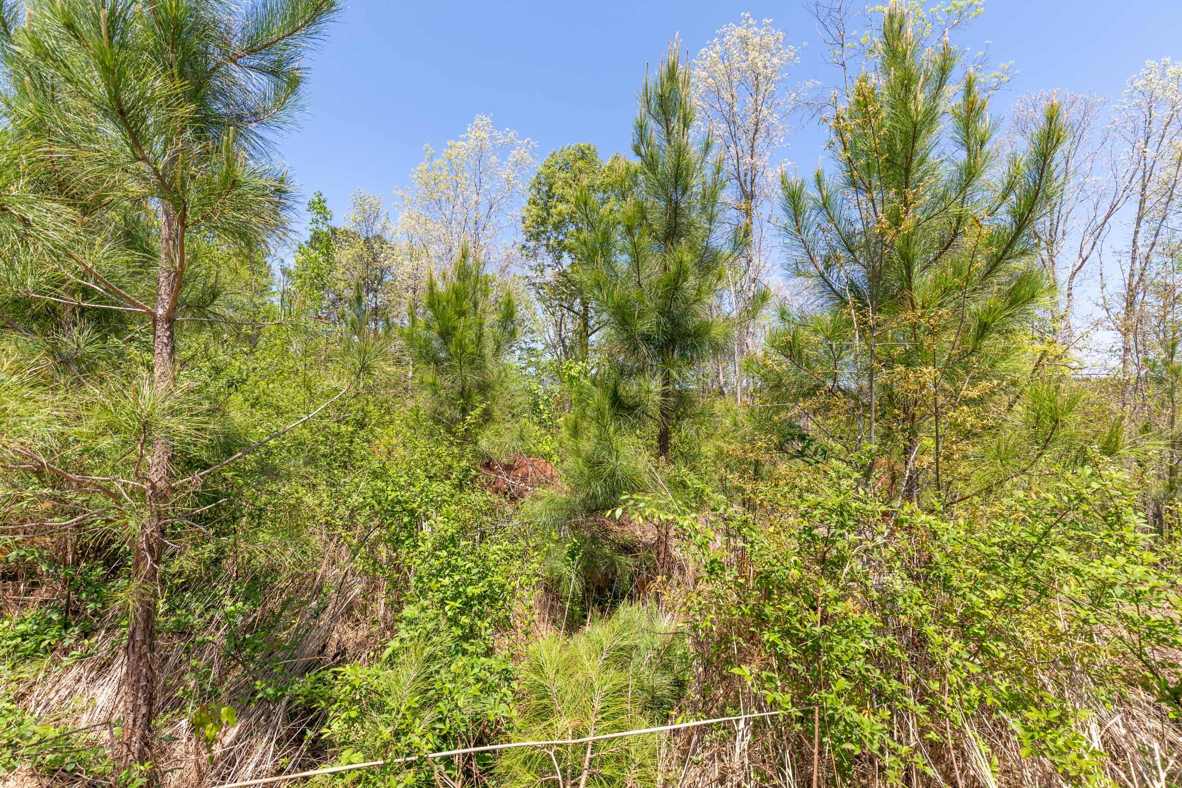 Clear Wood Tract 44 photo 24