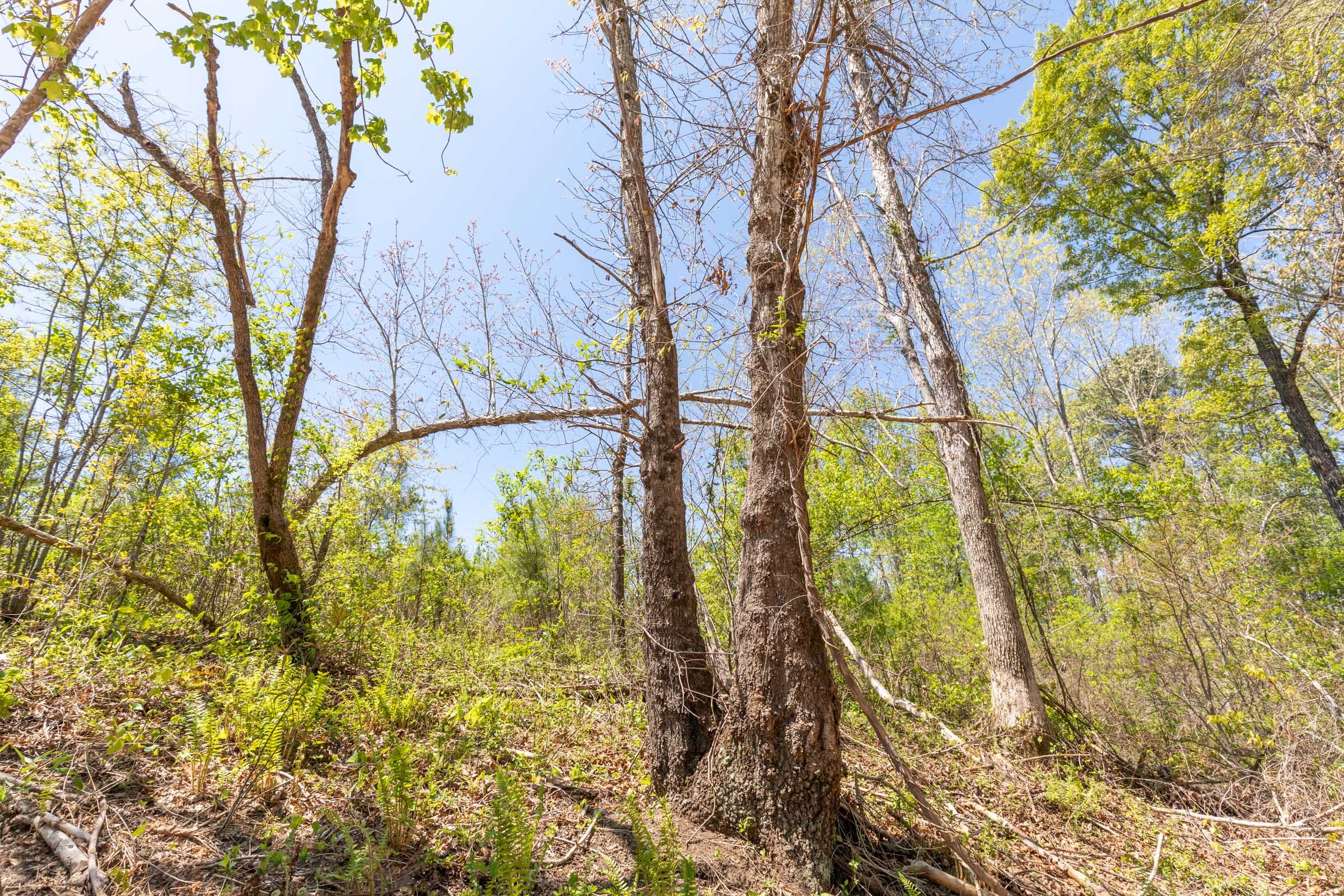 Clear Wood Tract 44 photo 26