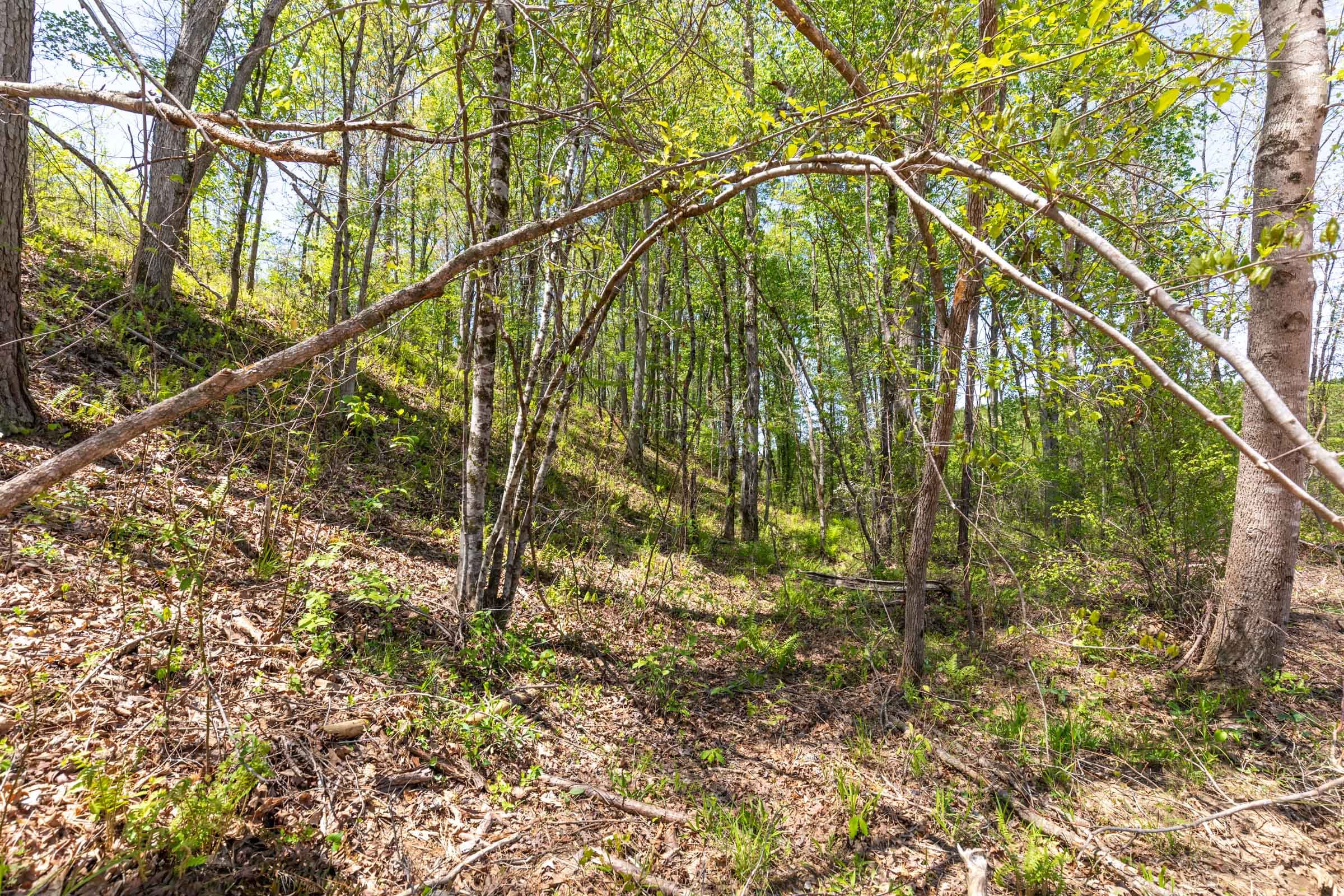 Clear Wood Tract 44 photo 27