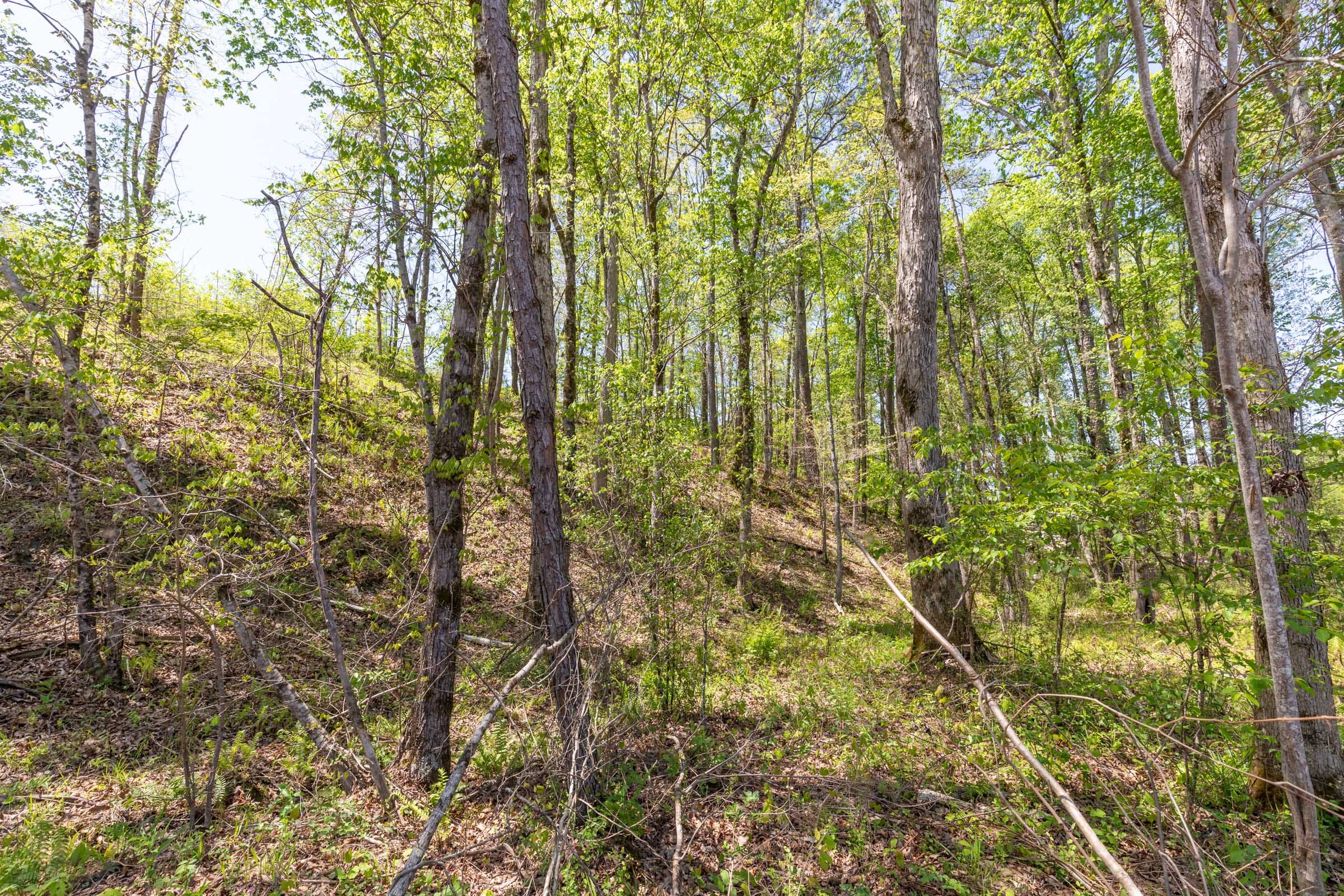 Clear Wood Tract 44 photo 28