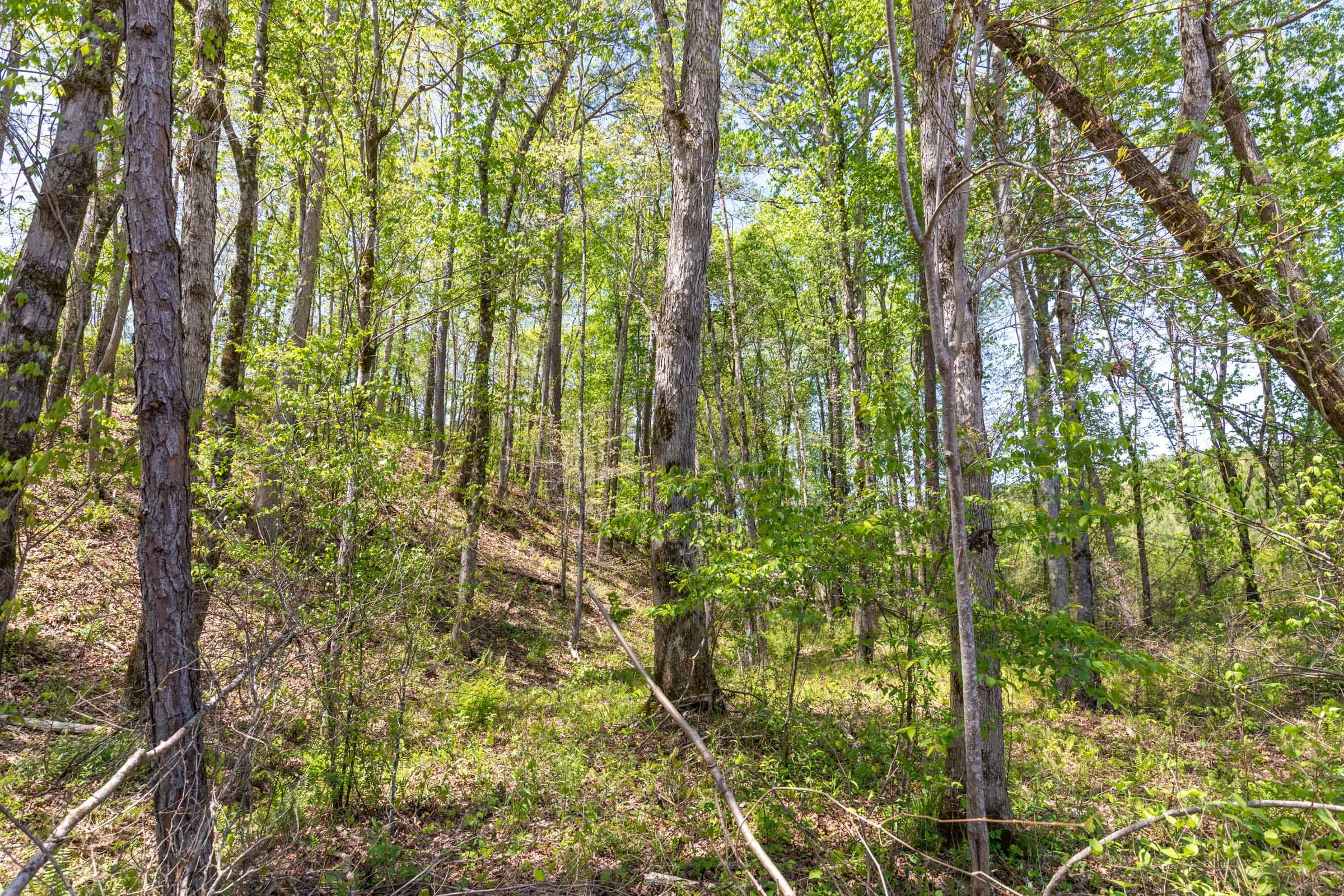 Clear Wood Tract 44 photo 29