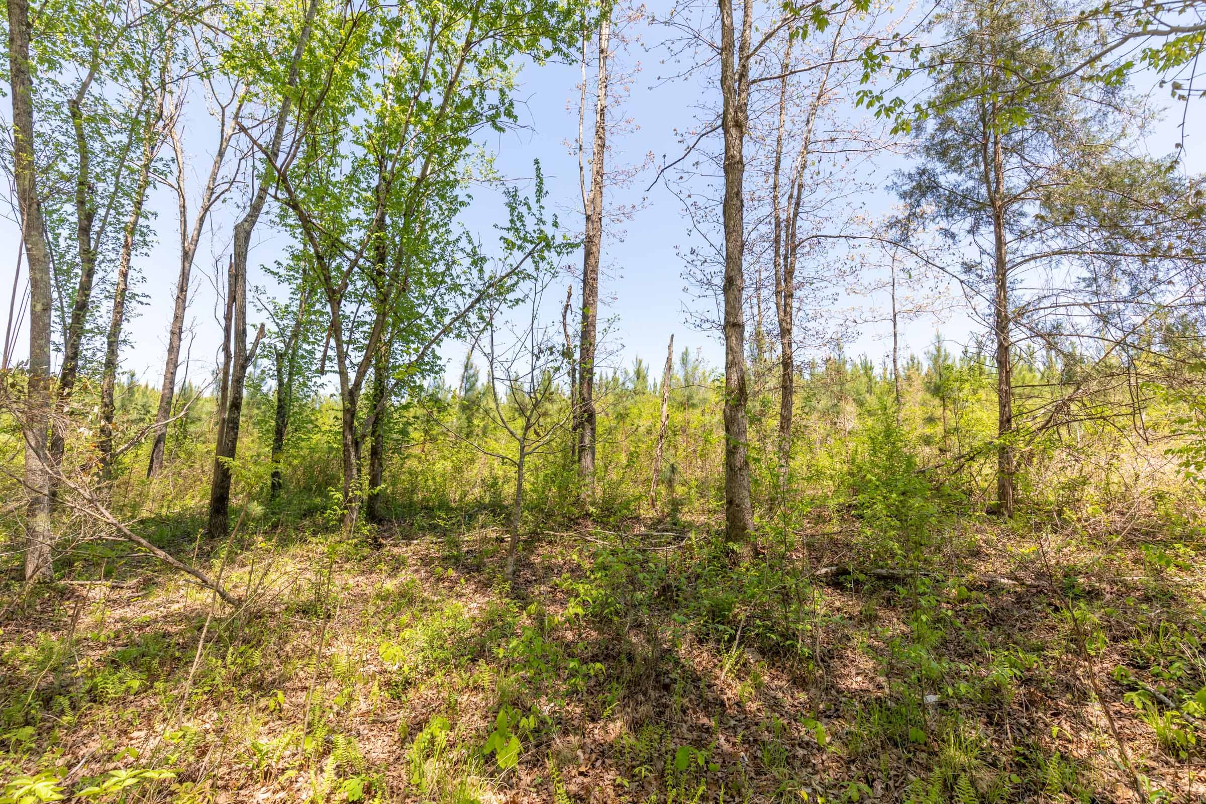 Clear Wood Tract 44 photo 30