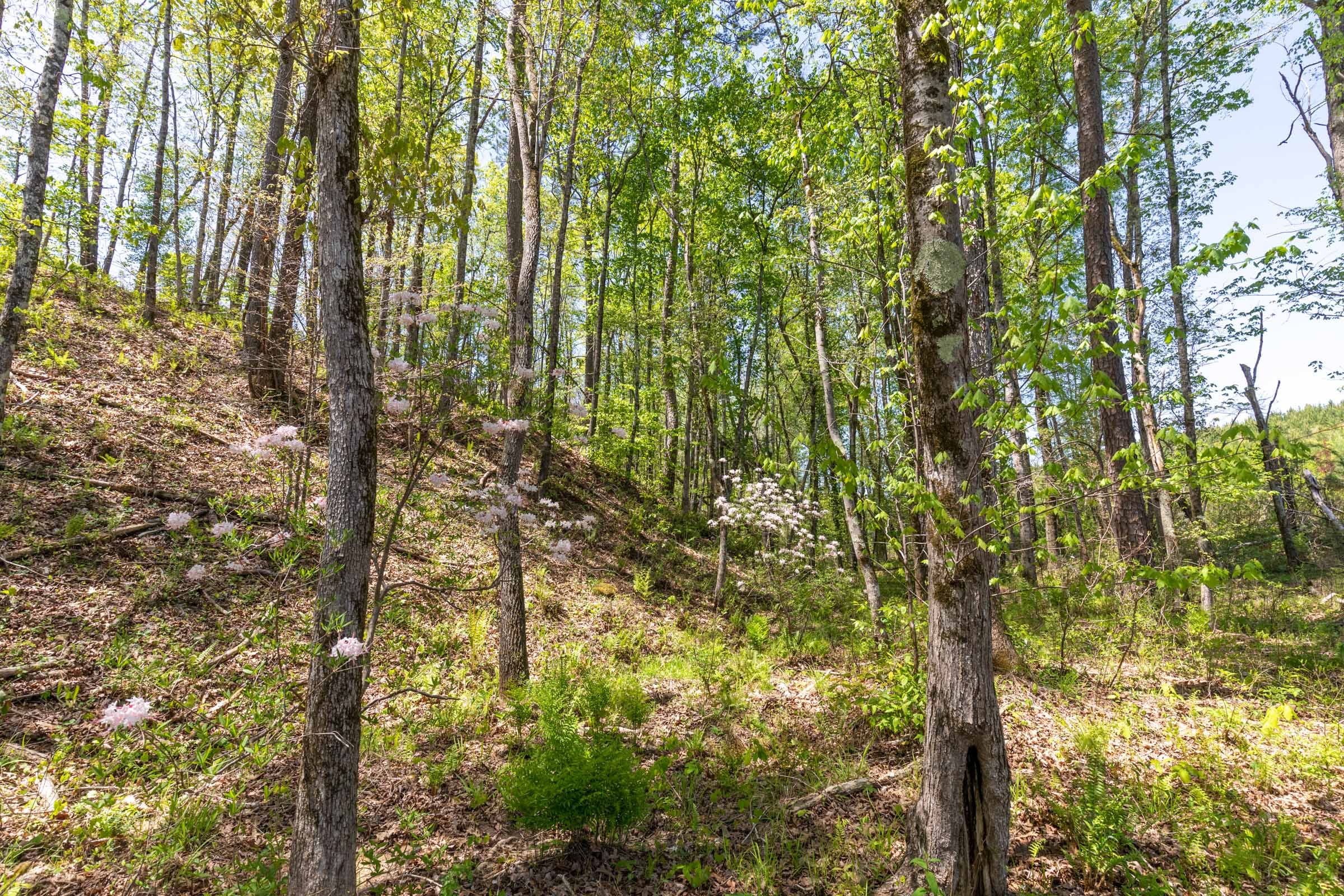 Clear Wood Tract 44 photo 31