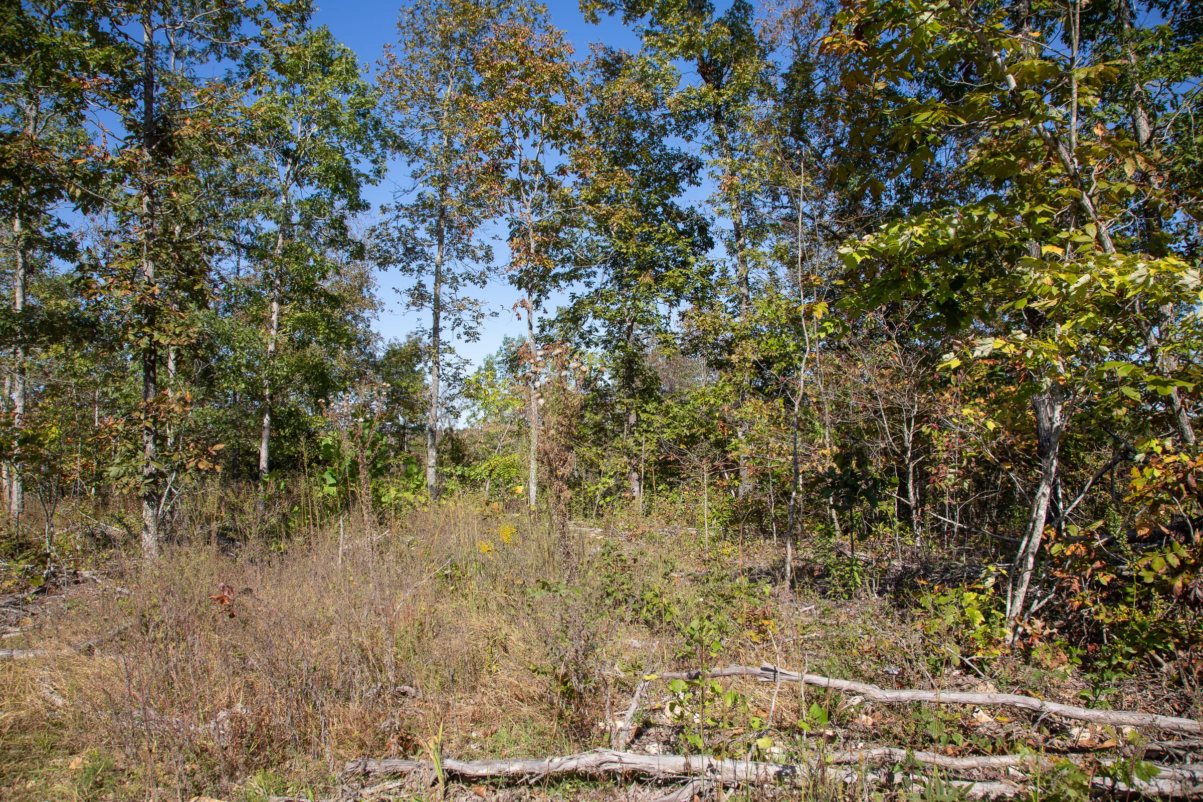 Borgmann’s Hollow Phase IV Tract 108 photo 2