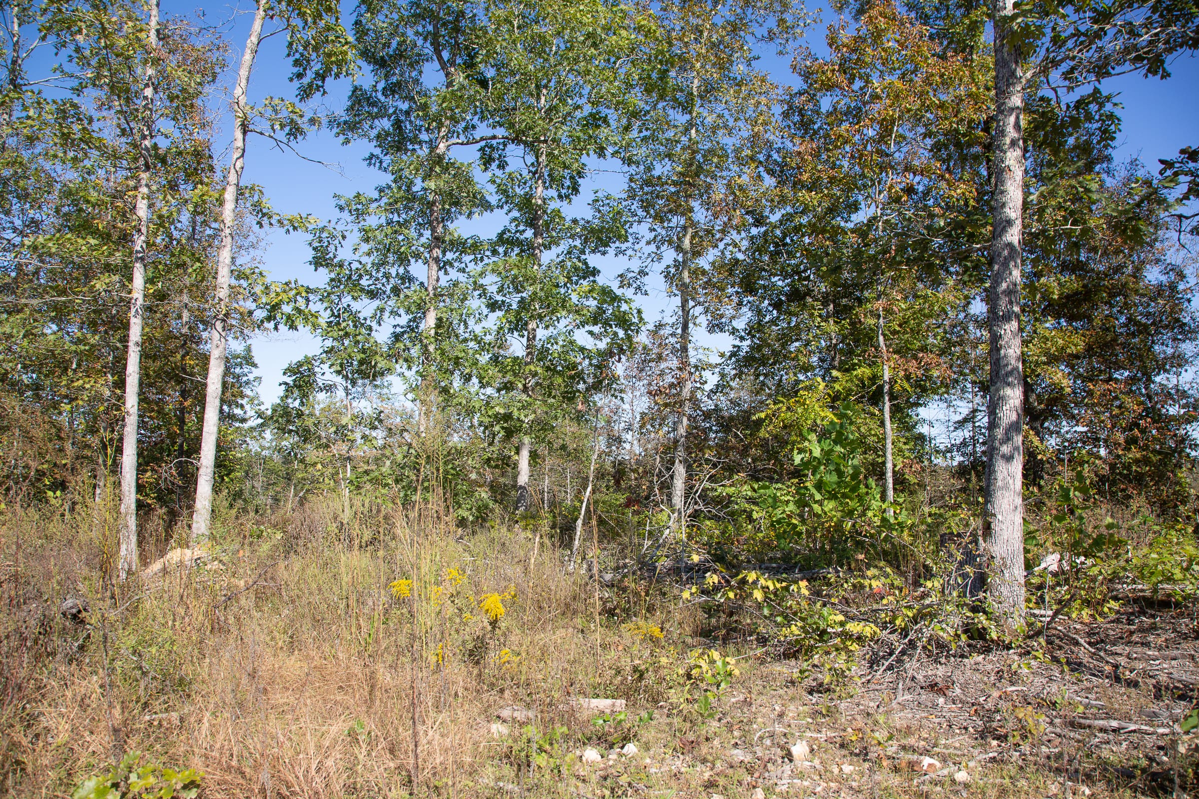 Borgmann’s Hollow Phase IV Tract 108 photo 3