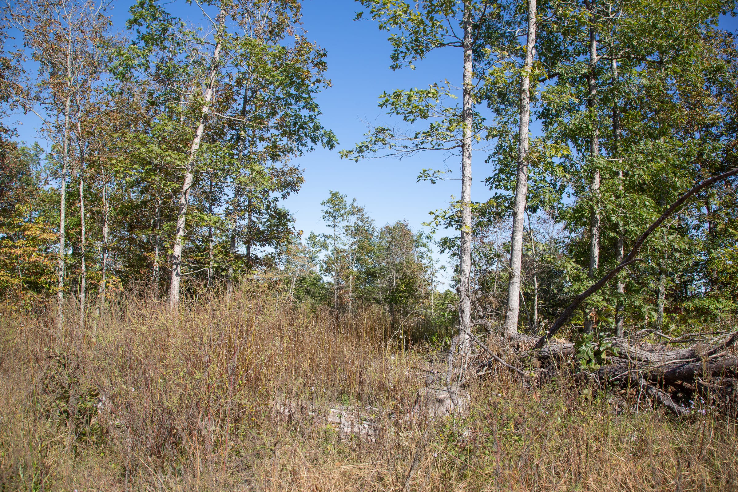 Borgmann’s Hollow Phase IV Tract 108 photo 5