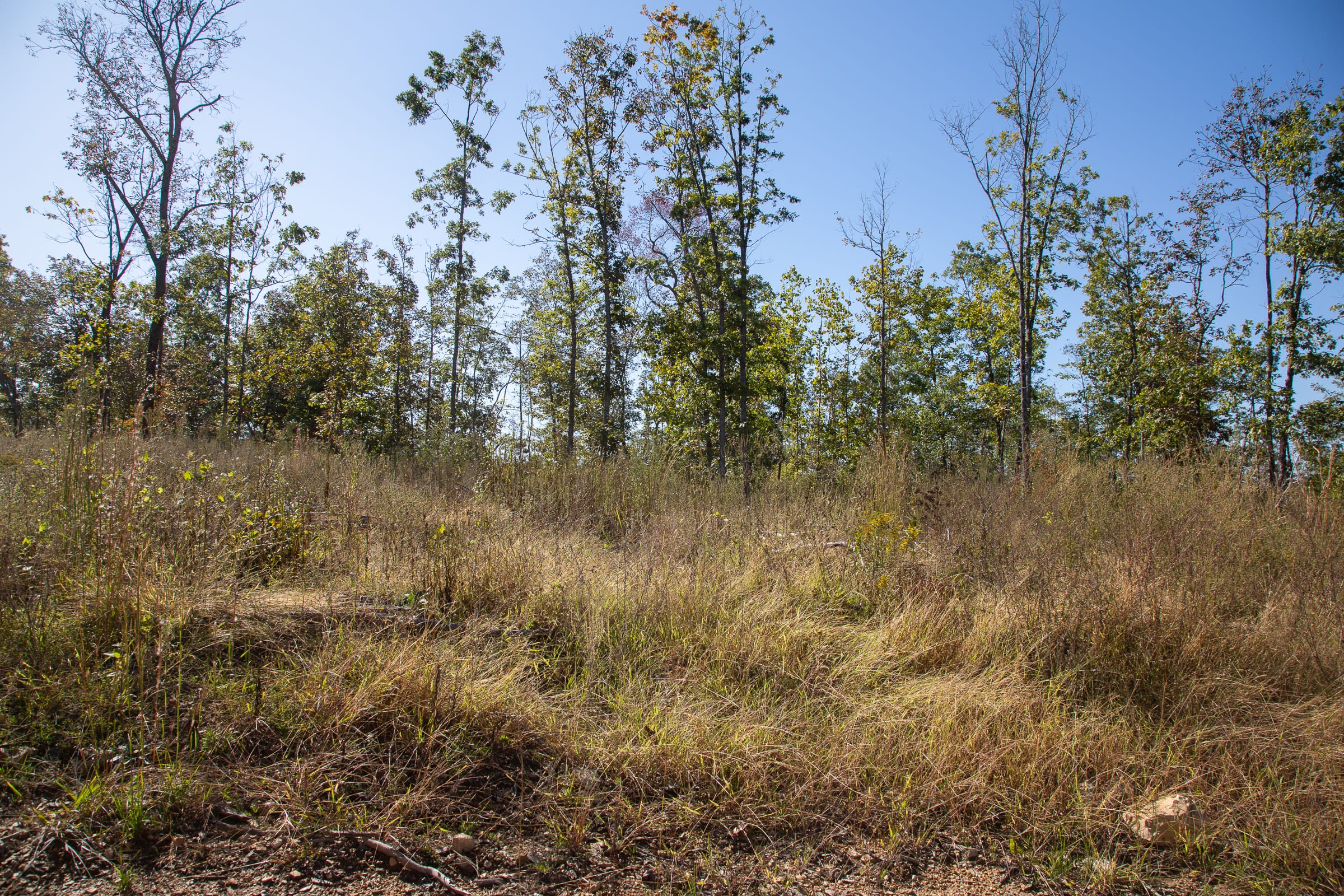 Borgmann’s Hollow Phase IV Tract 108 photo 6