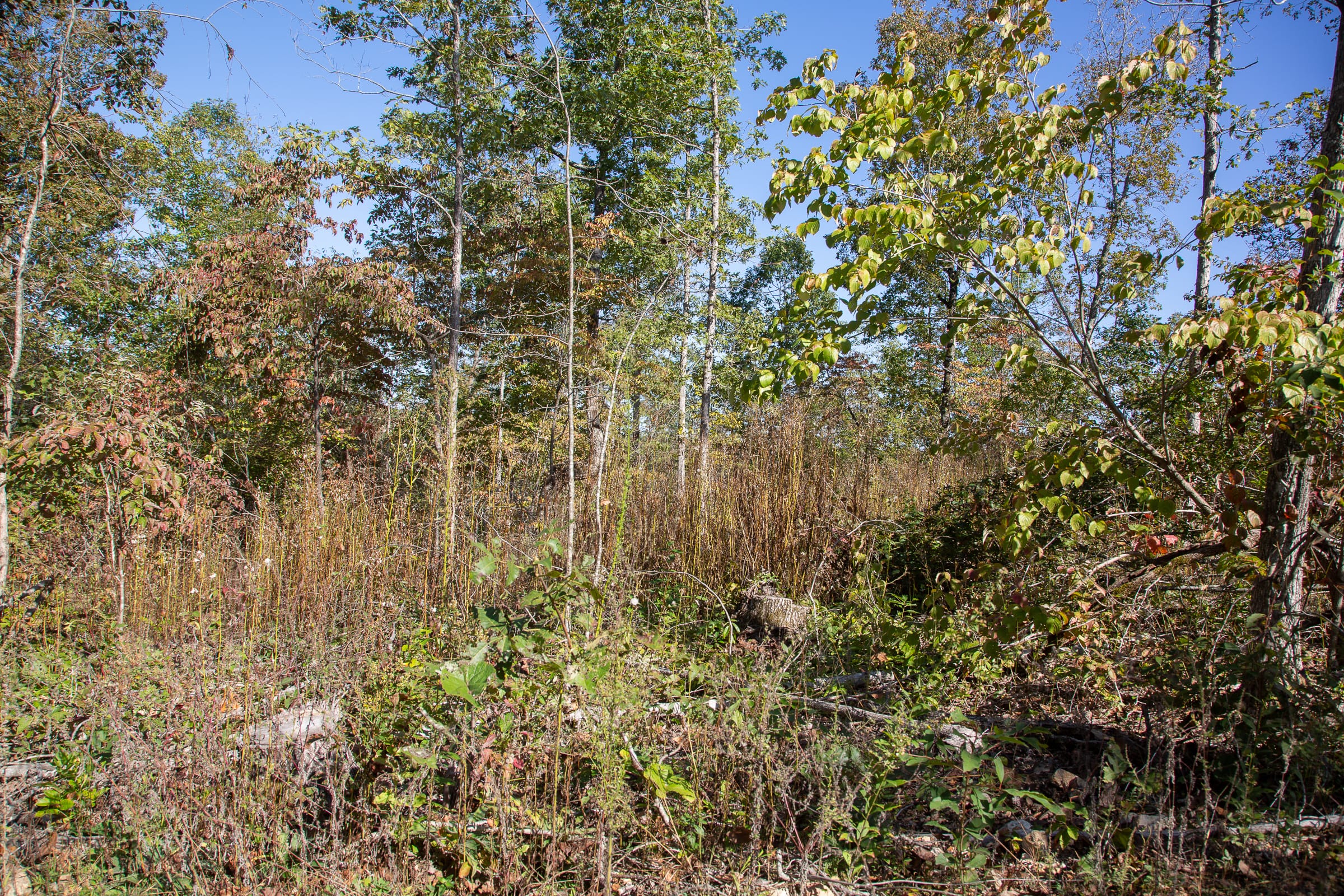 Borgmann’s Hollow Phase IV Tract 108 photo 8
