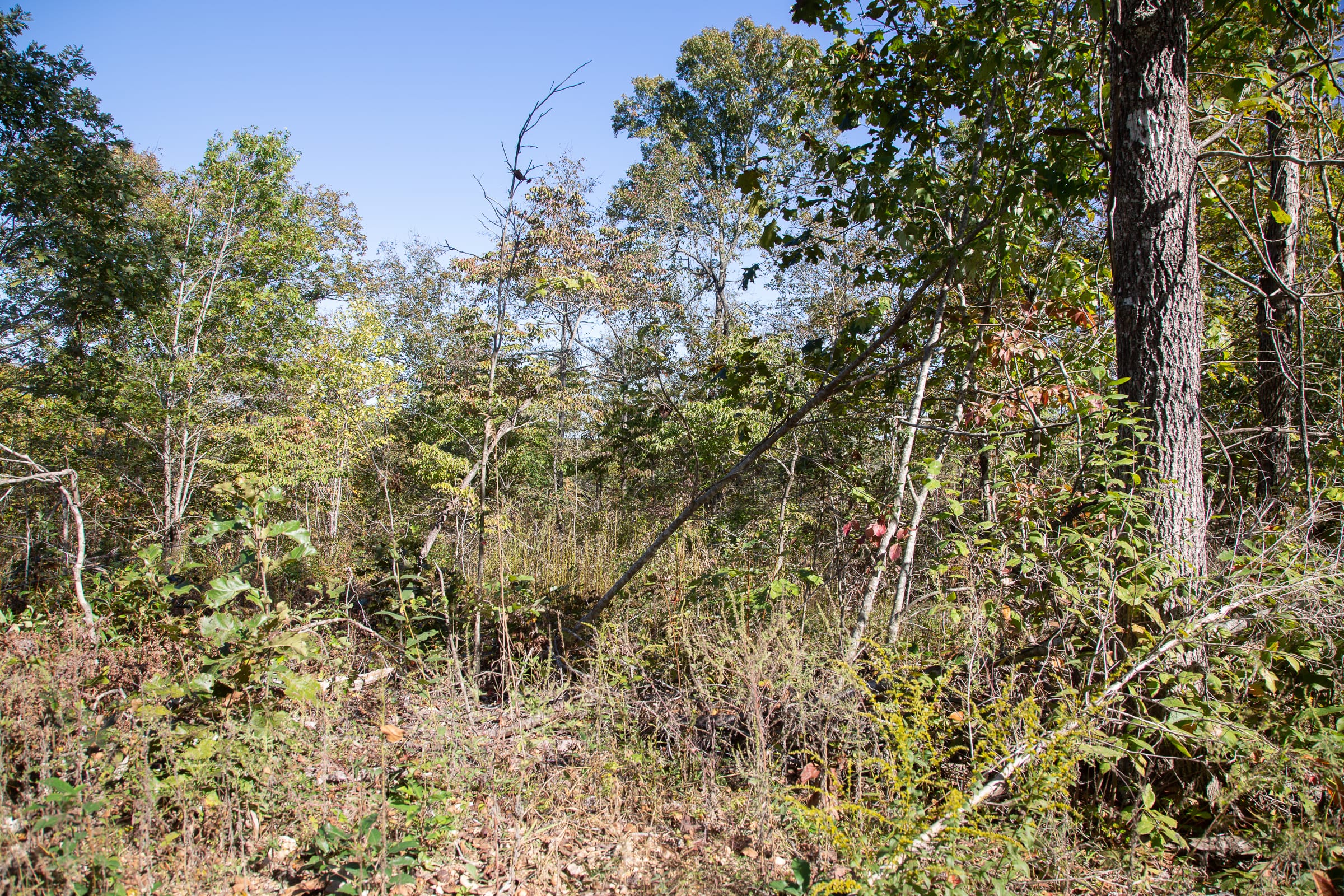 Borgmann’s Hollow Phase IV Tract 108 photo 9