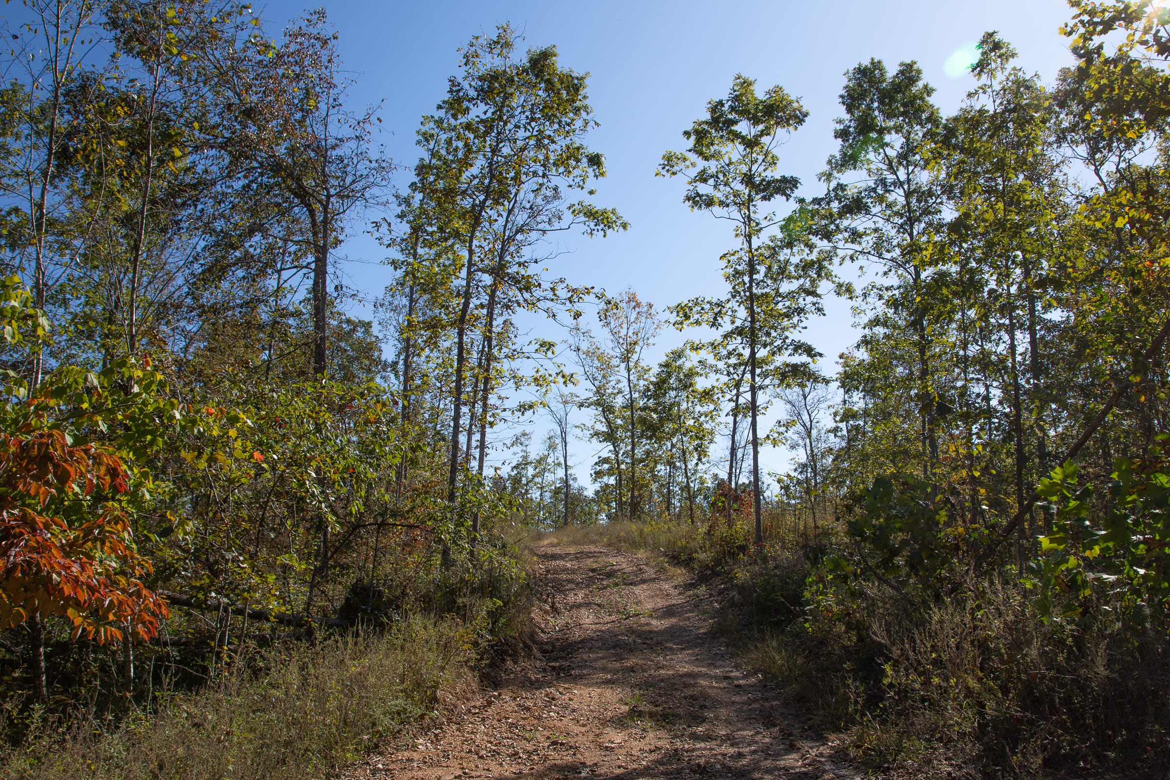 Borgmann’s Hollow Phase IV Tract 108 photo 7