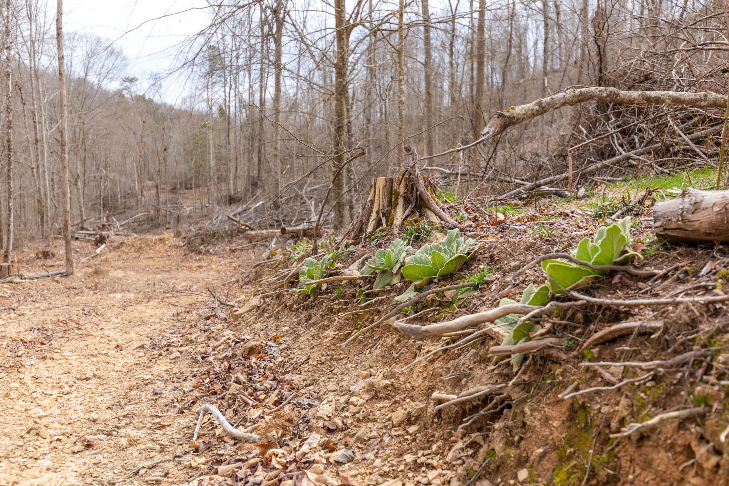 Creek Hollow Phase I Tract 18 photo 11