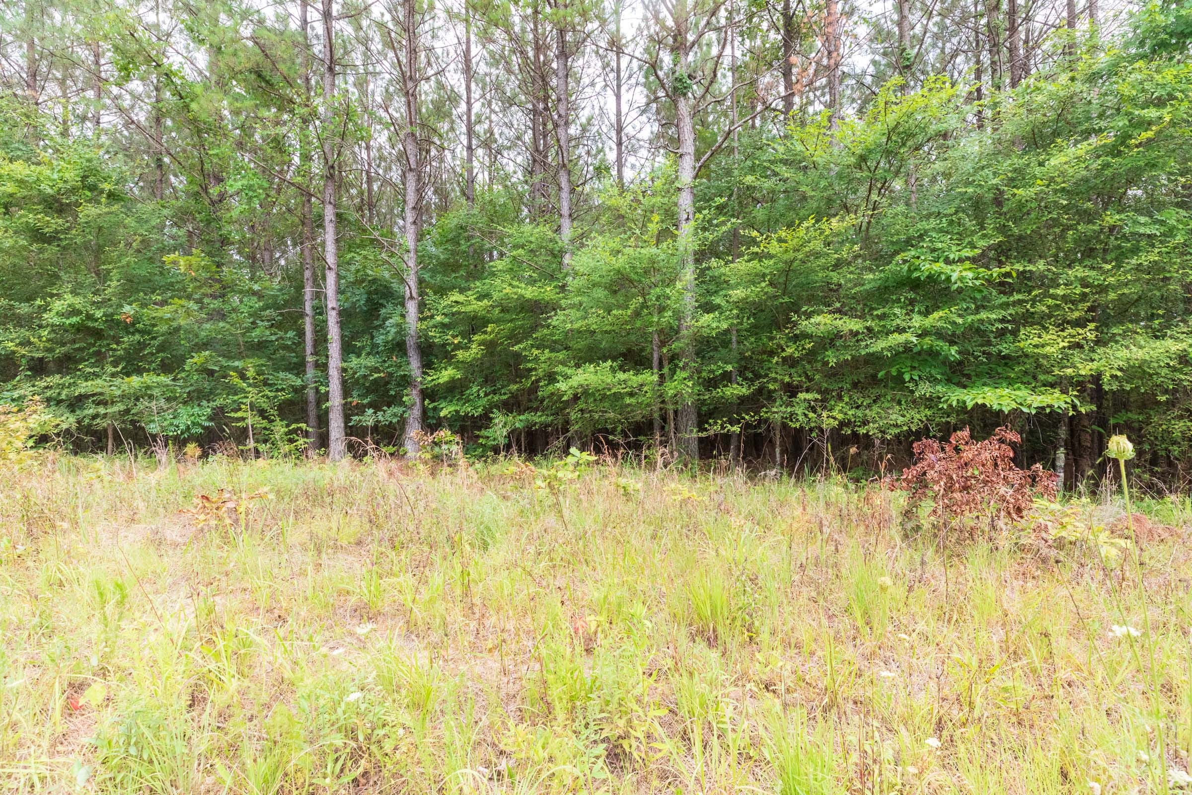 Whiskey Ridge Tract 43 photo 7