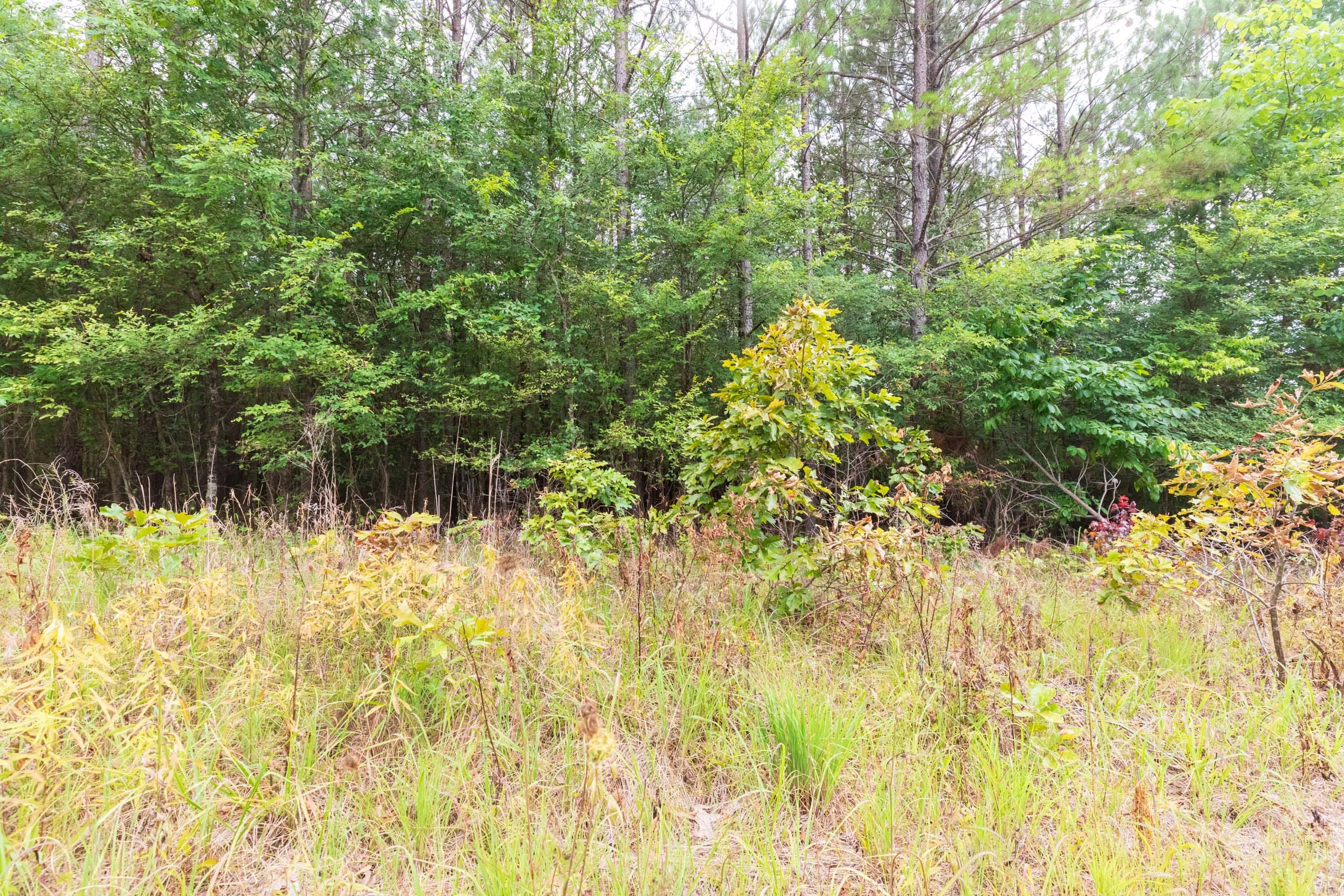 Whiskey Ridge Tract 43 photo 11