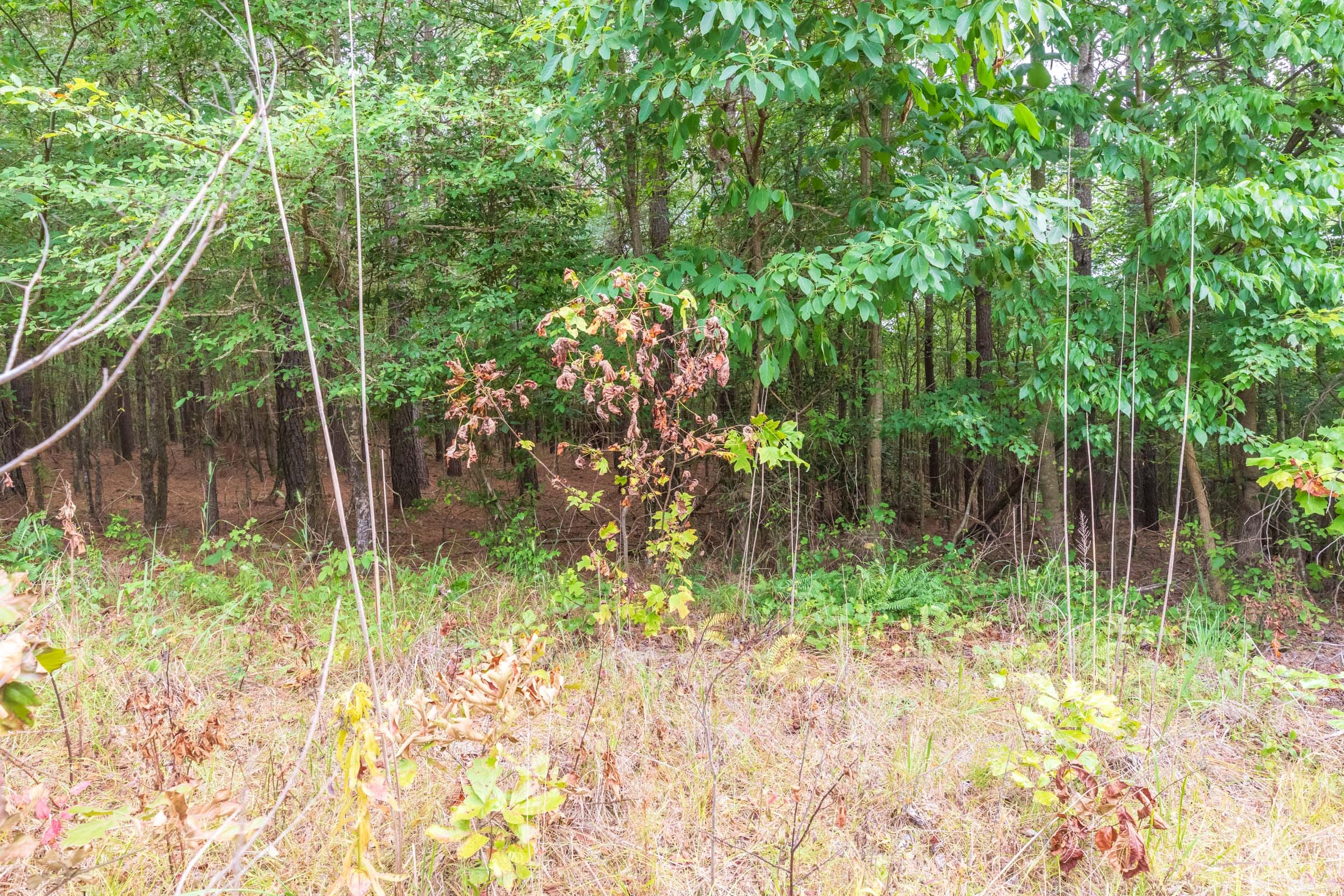 Whiskey Ridge Tract 43 photo 6