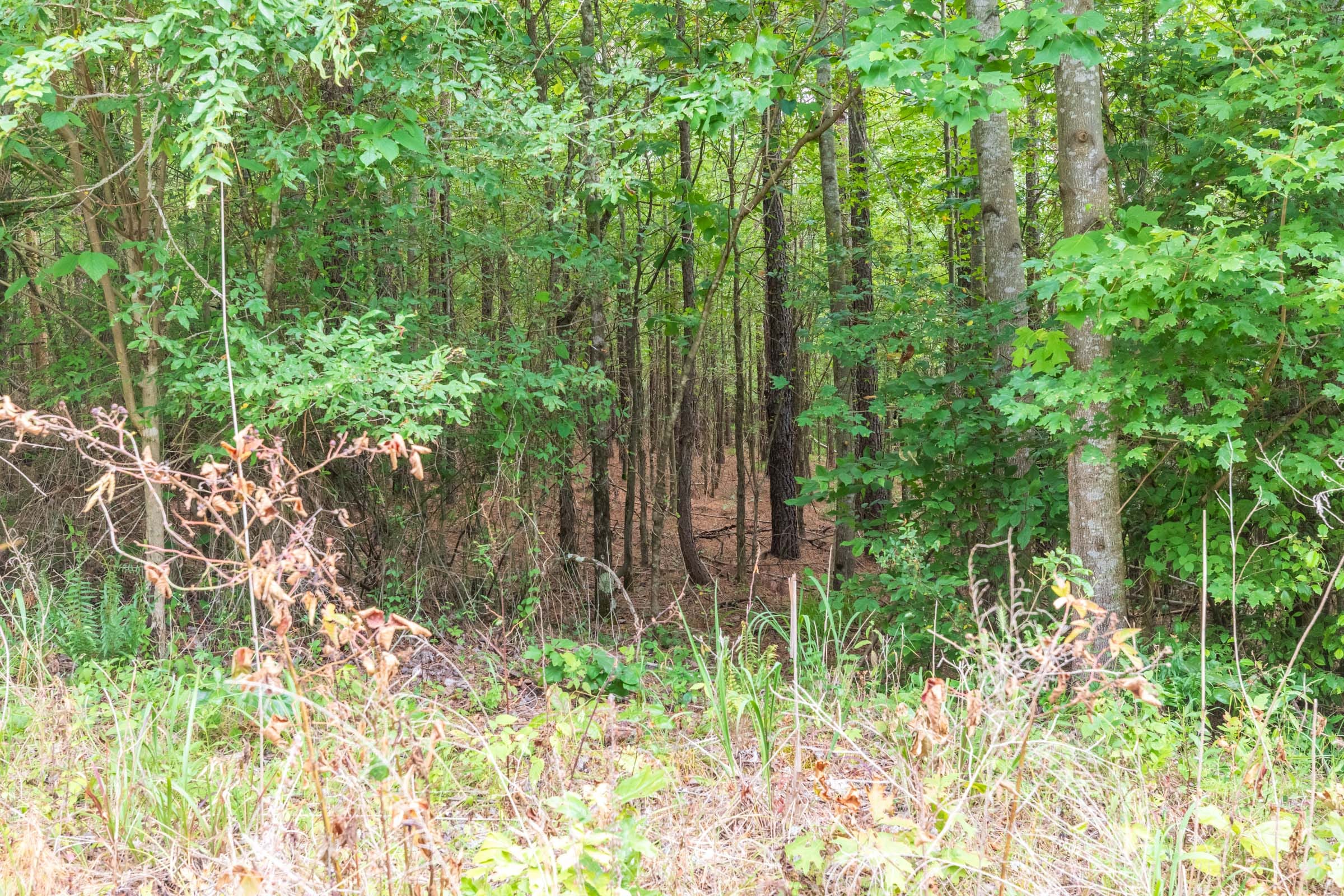 Whiskey Ridge Tract 43 photo 9