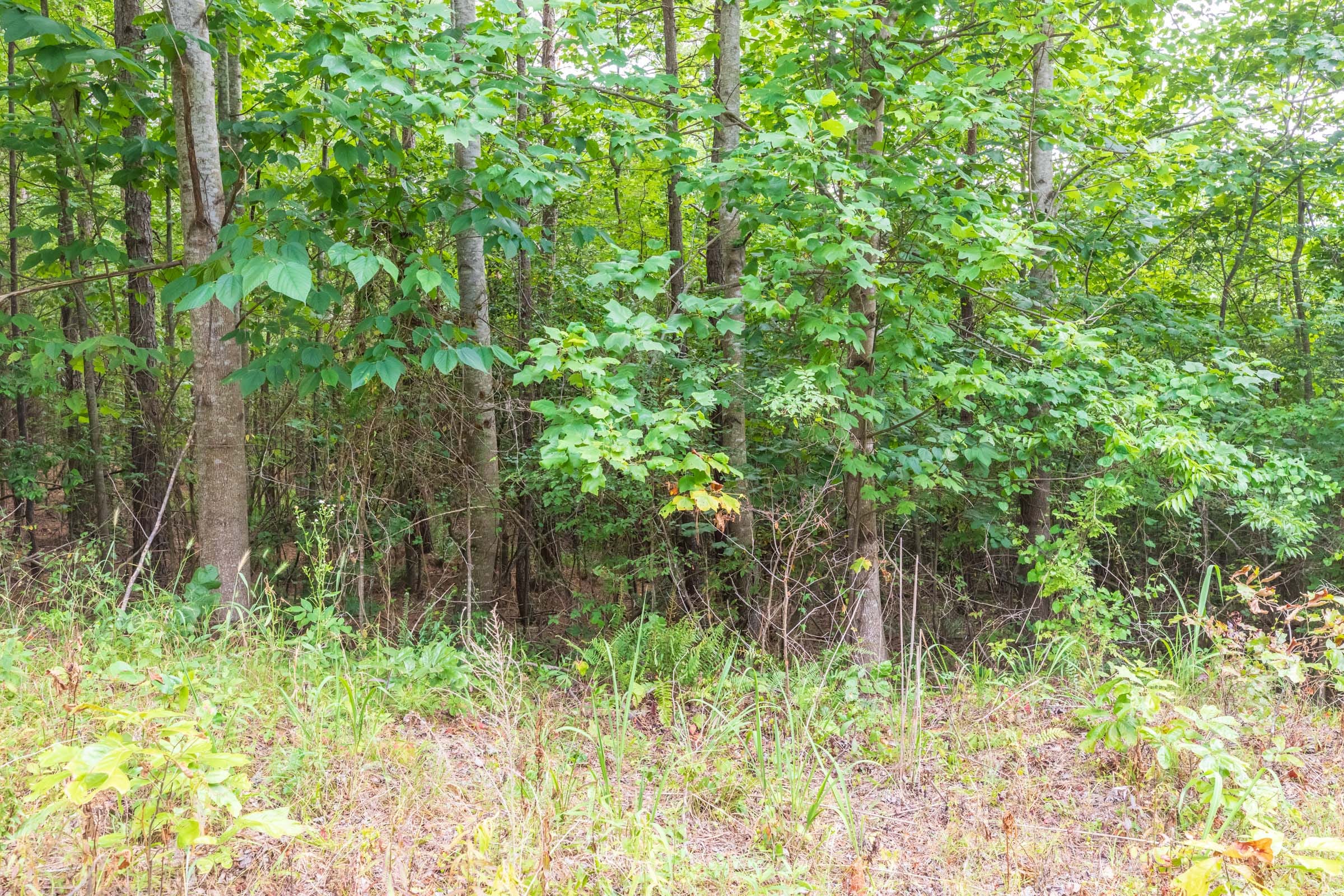 Whiskey Ridge Tract 43 photo 8