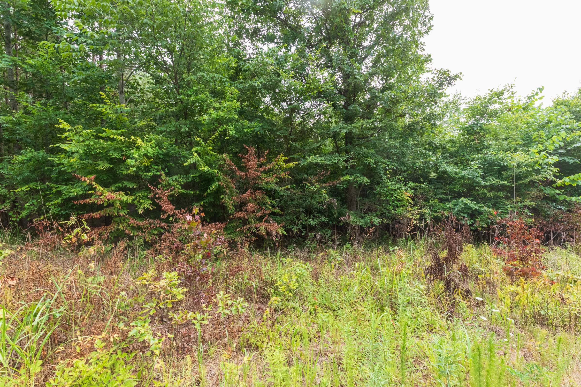 Whiskey Ridge Tract 43 photo 5
