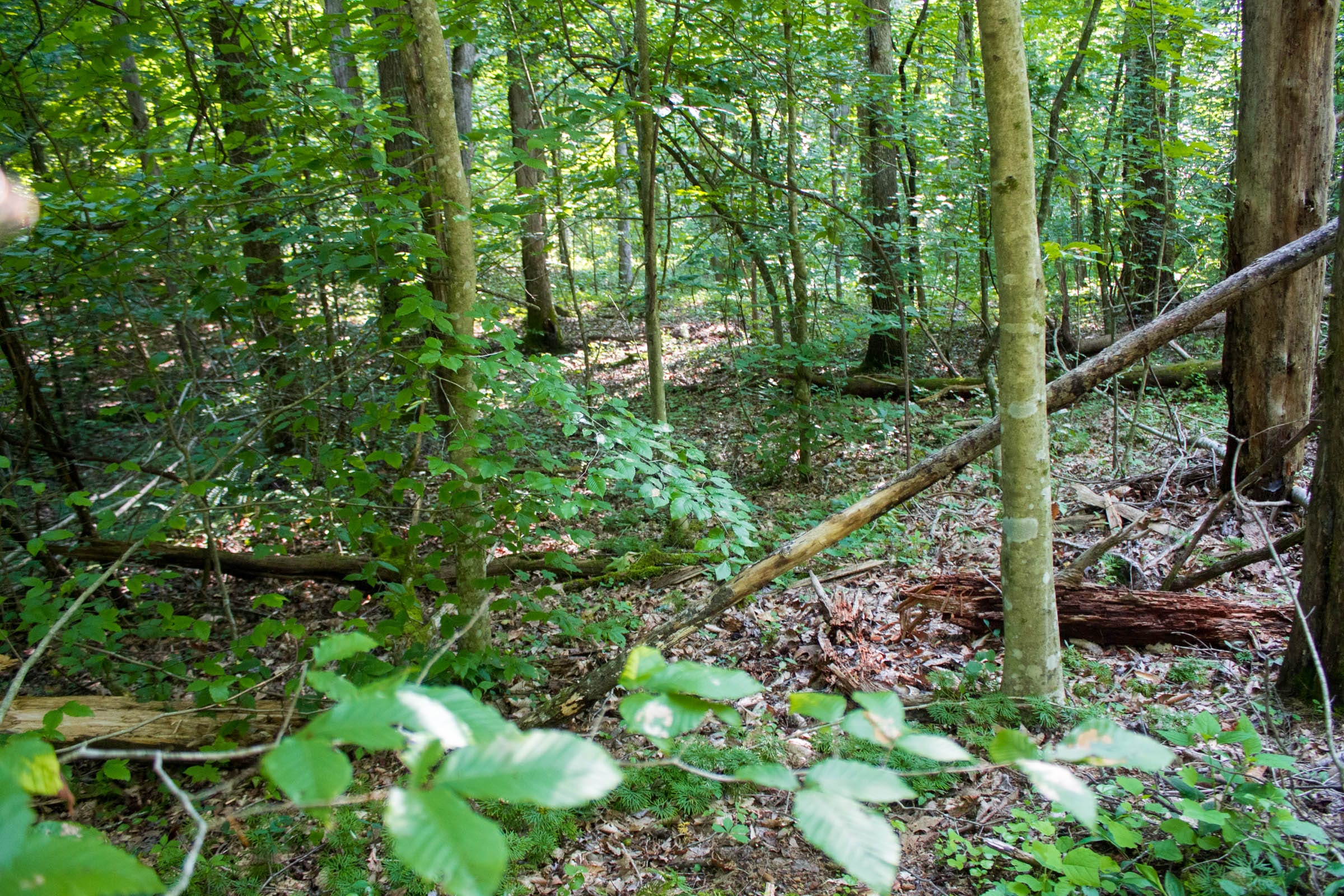 Bluewater Ridge Tract 29 photo 3