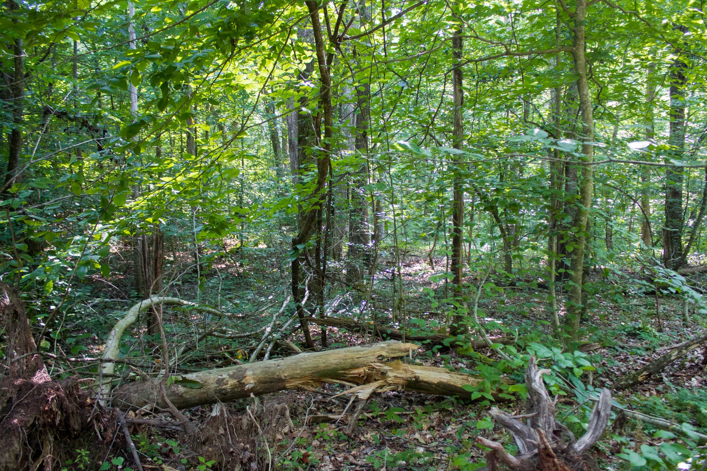 Bluewater Ridge Tract 29 photo 4